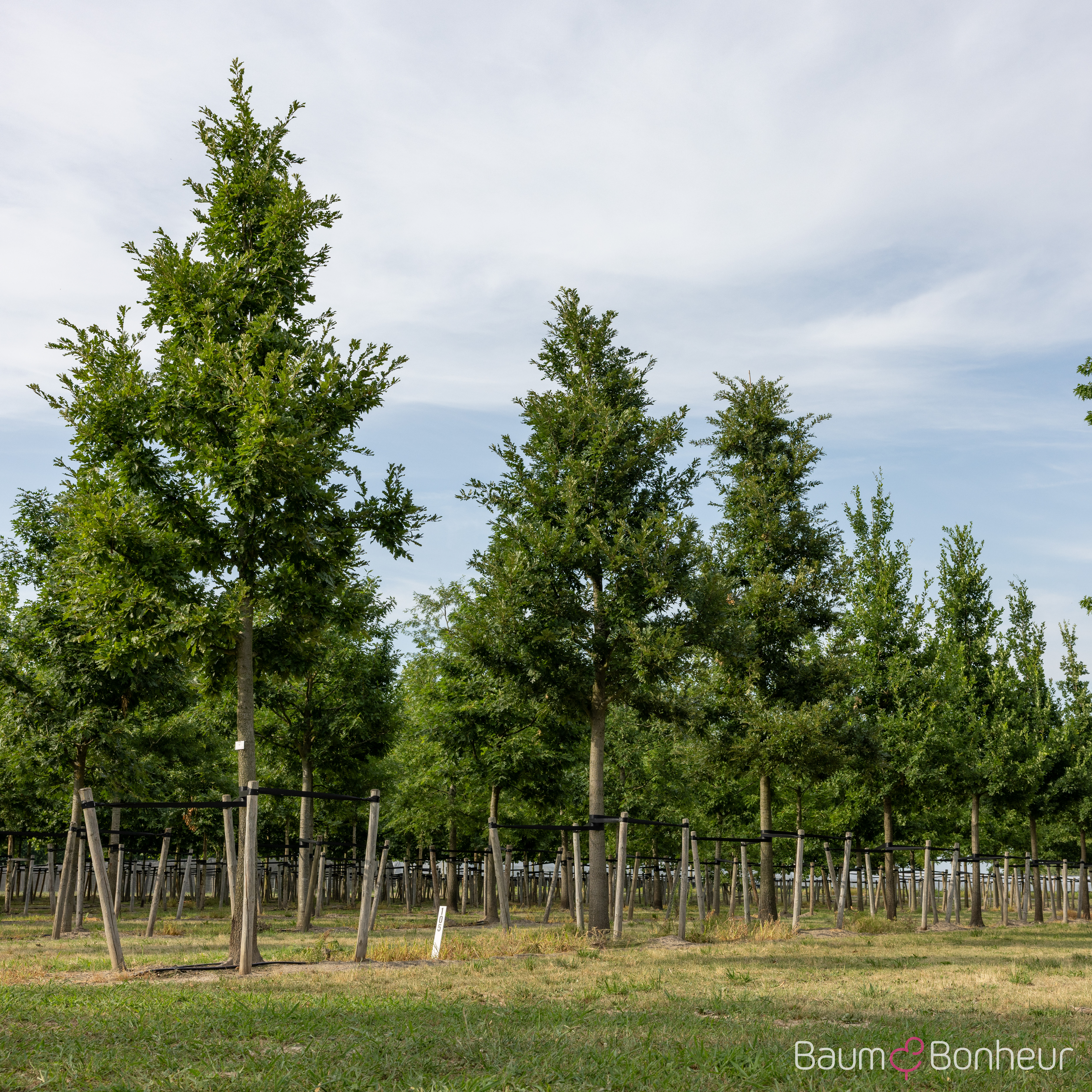 Quercus cerris