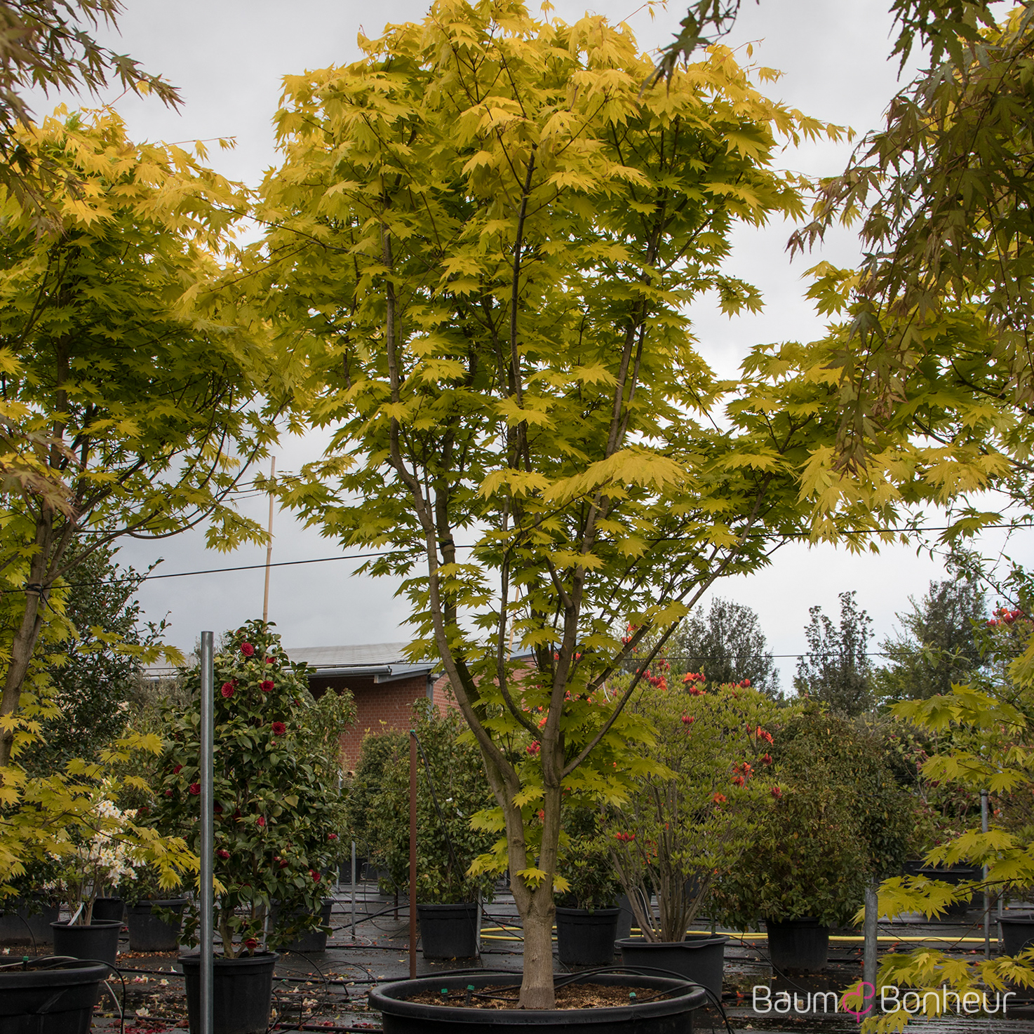 Acer shirasawanum 'Jordan' -S-