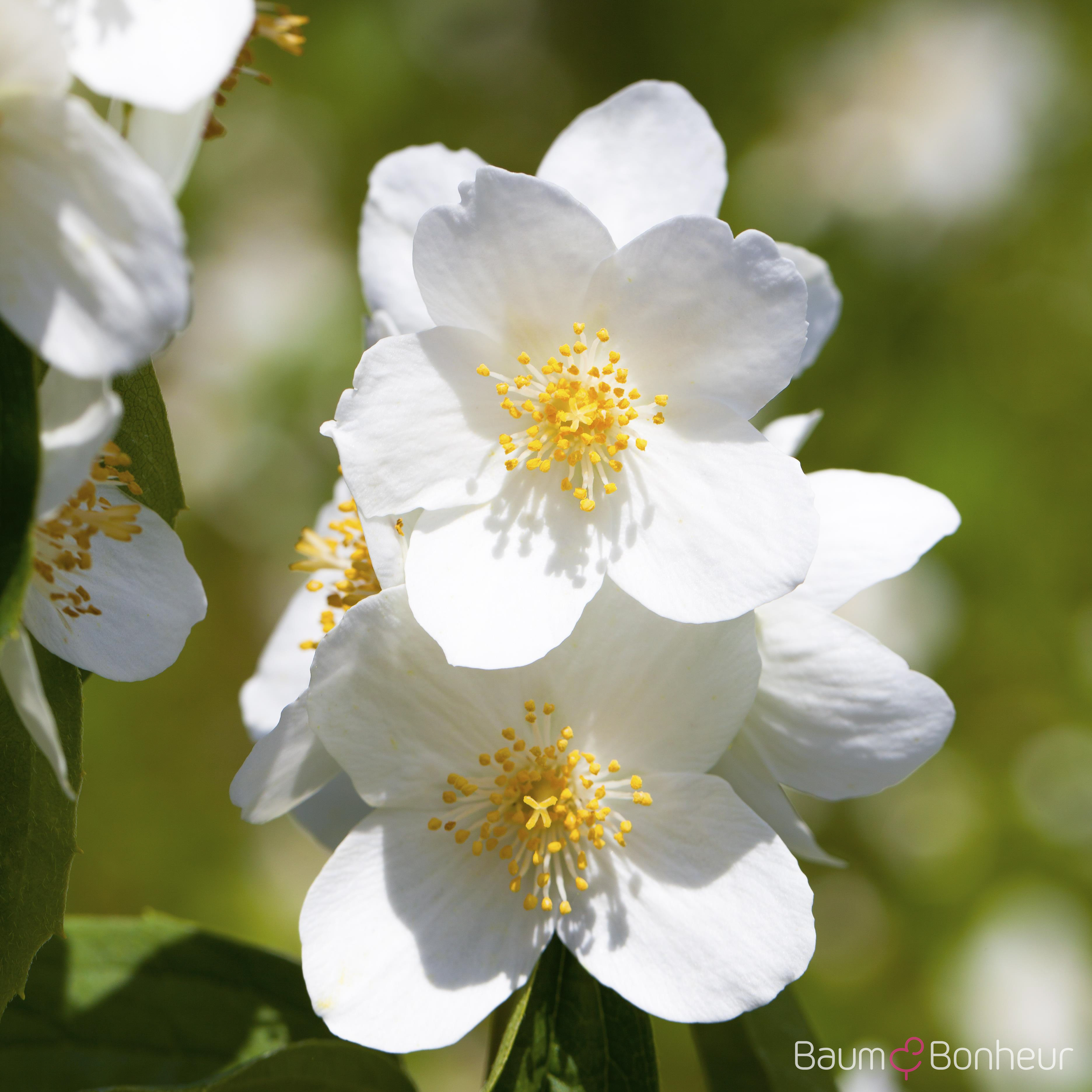Philadelphus coronarius