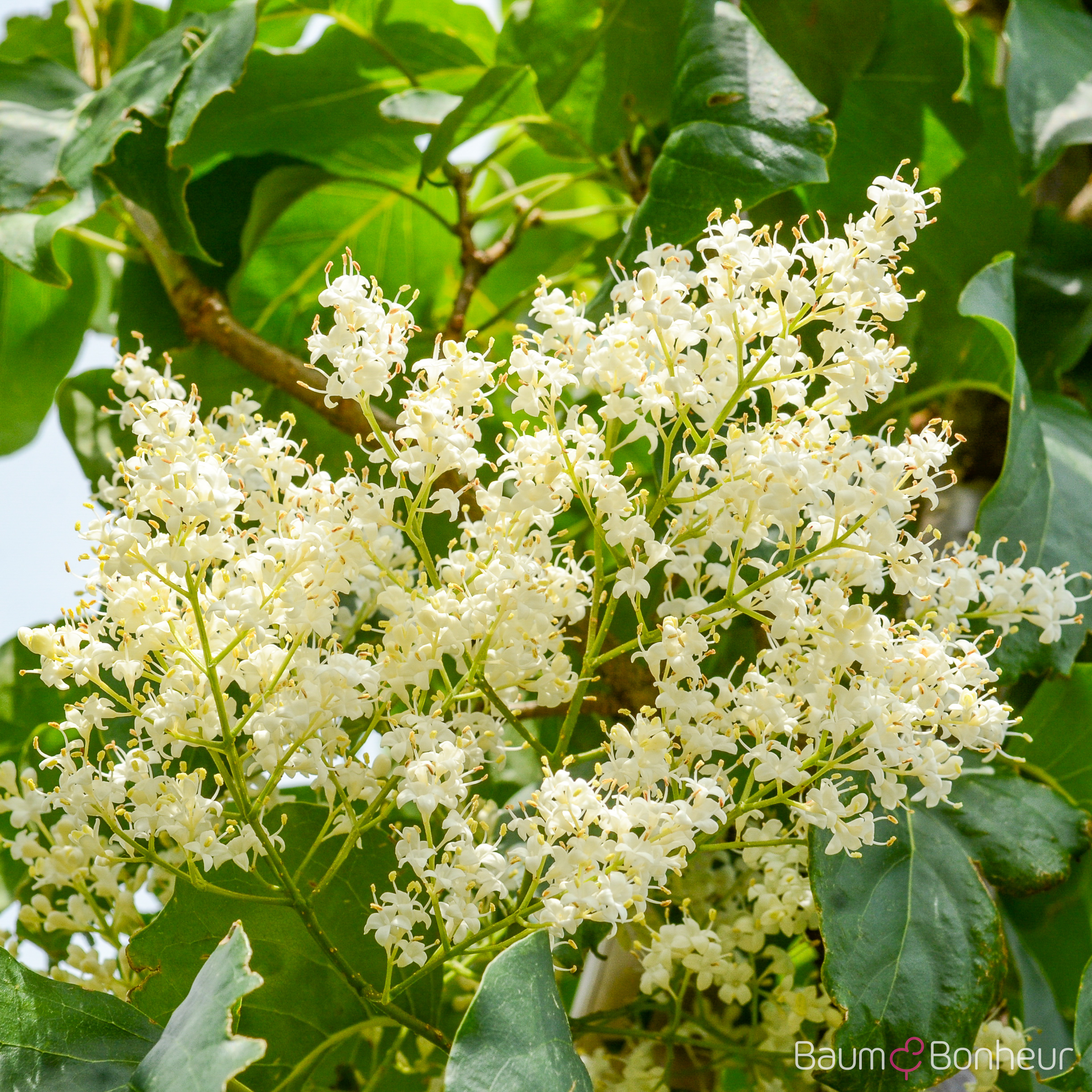 Syringa pekinensis 'China Snow'