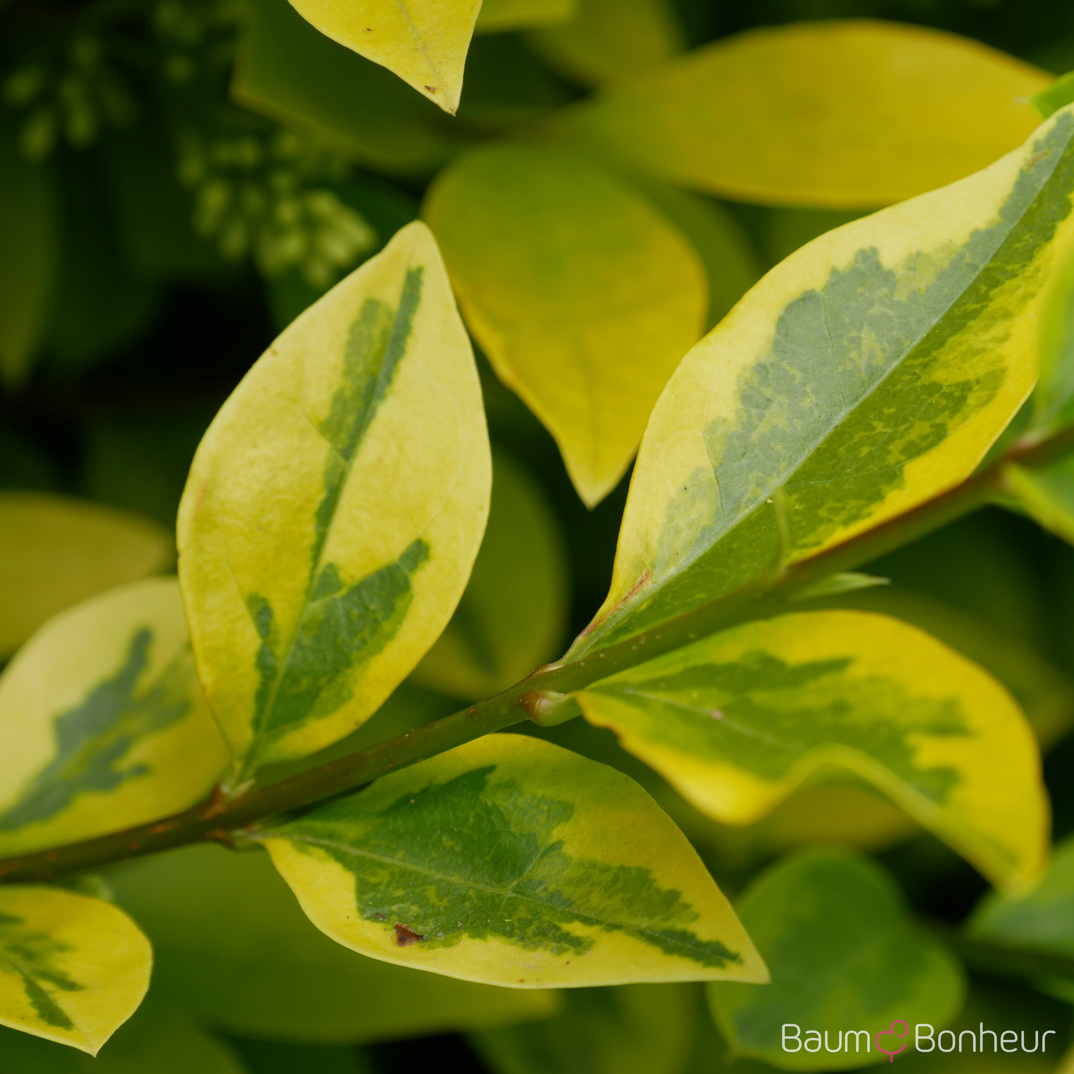 Ligustrum ovalifolium 'Aureum'