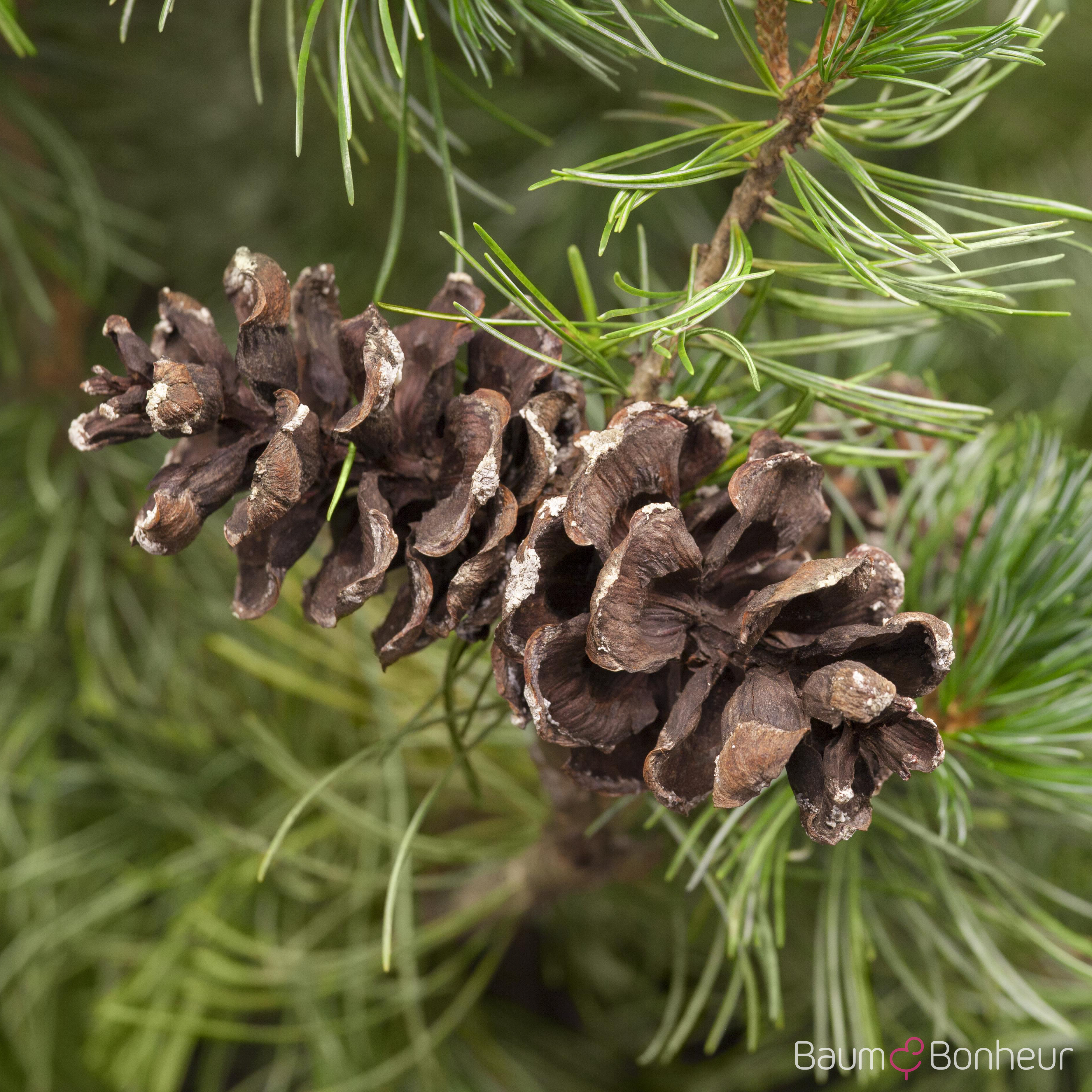 Pinus parviflora 'Tempelhof'