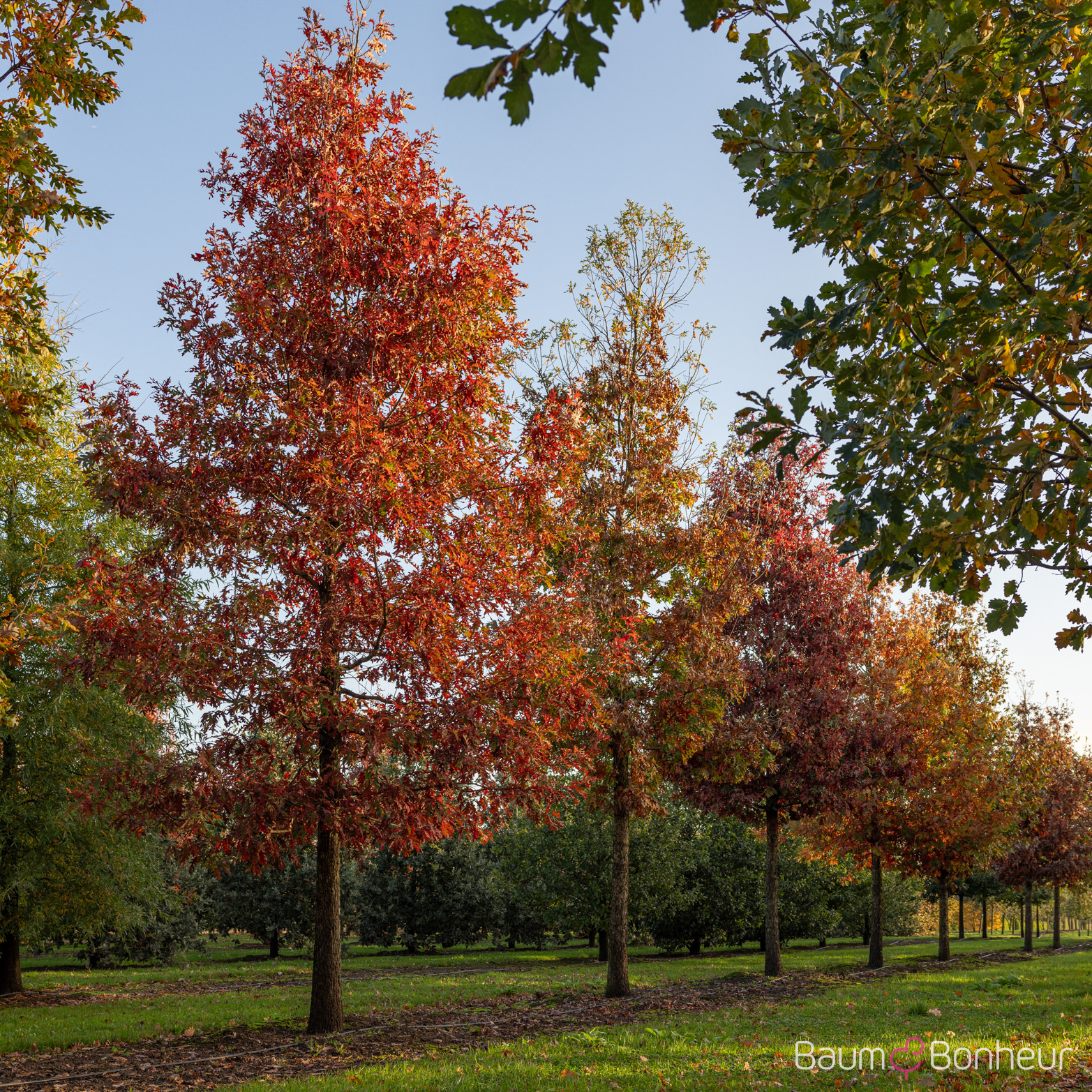 Quercus alba