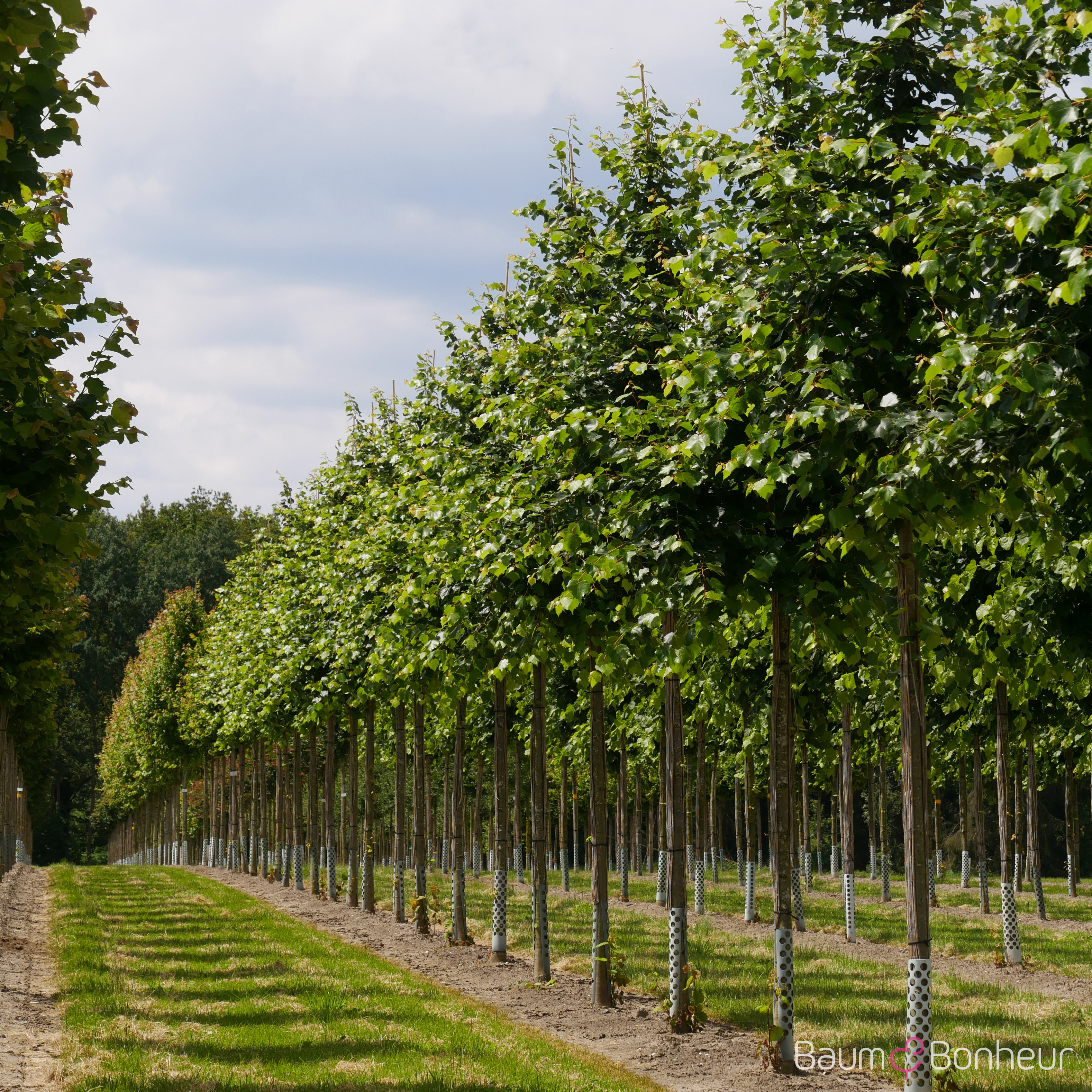 Tilia mongolica 'Buda'