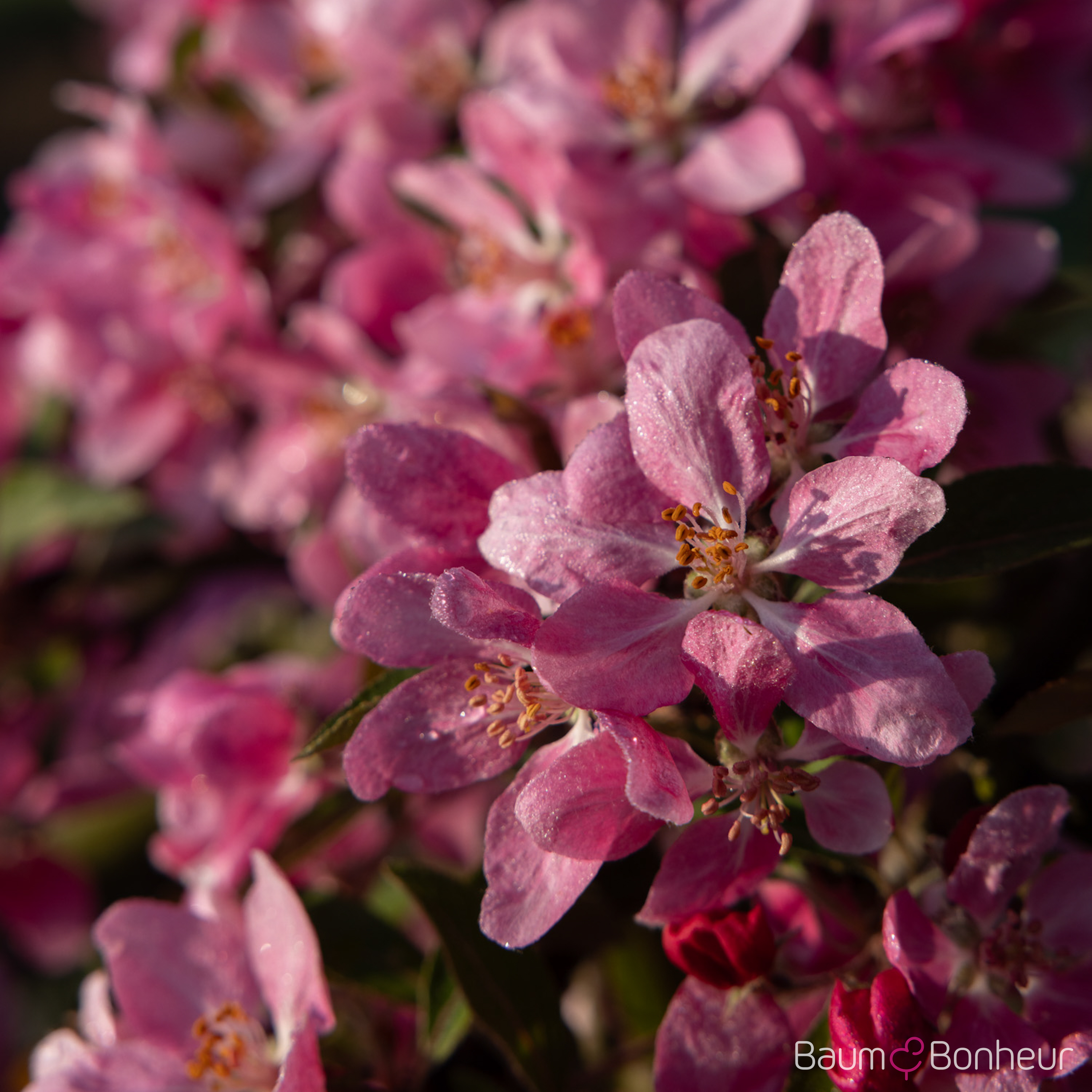 Malus 'Hopa'
