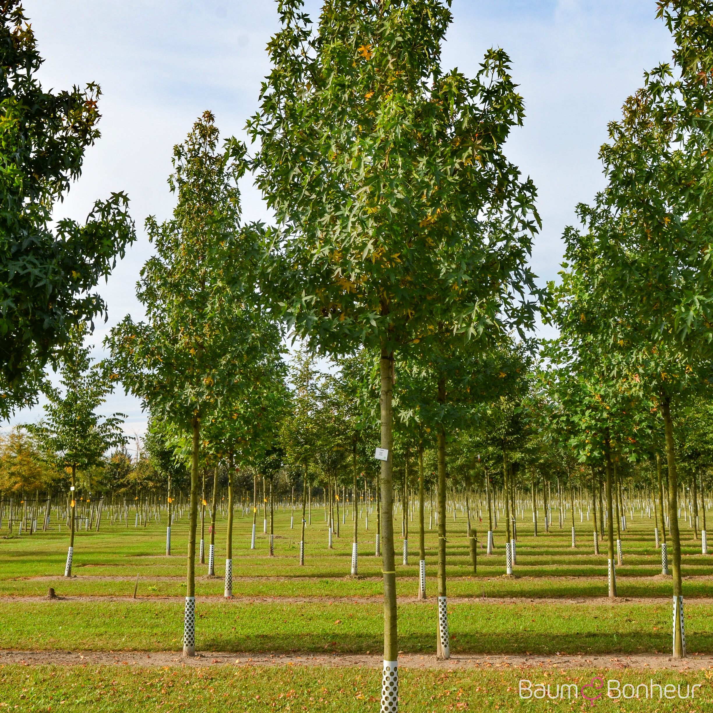 Liquidambar styraciflua 'Worplesdon'