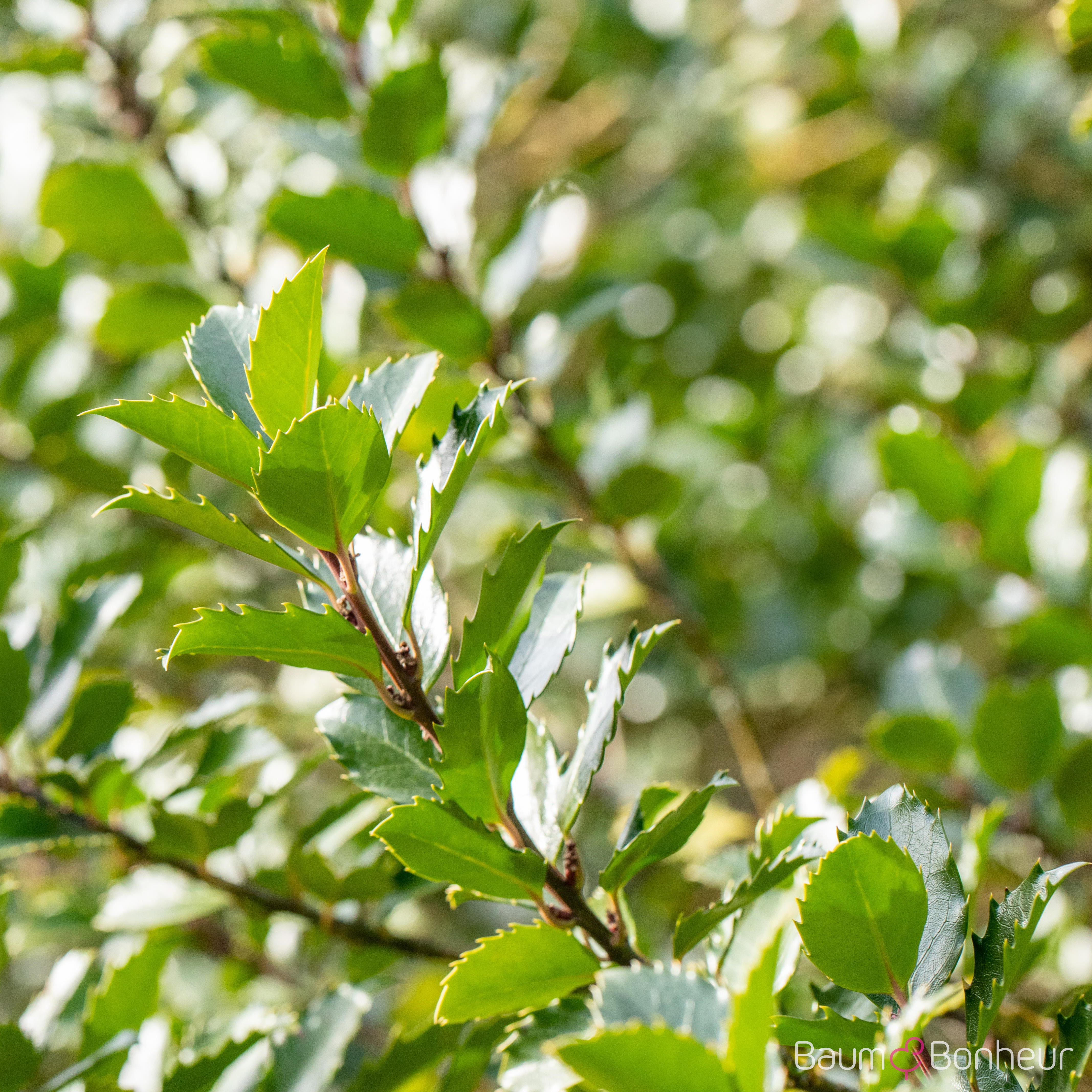 Ilex meserveae 'Blue Prince'®
