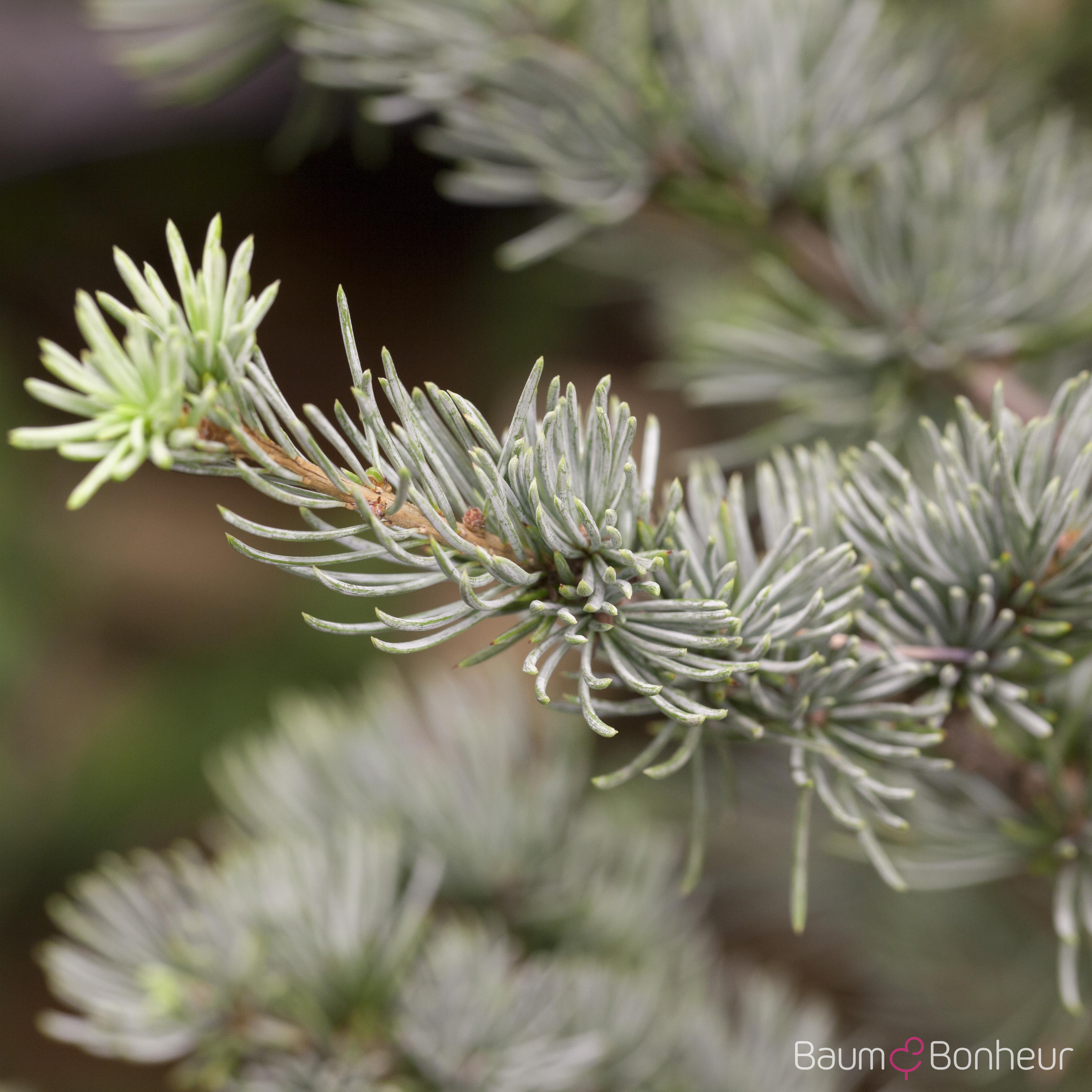 Cedrus atlantica 'Glauca'