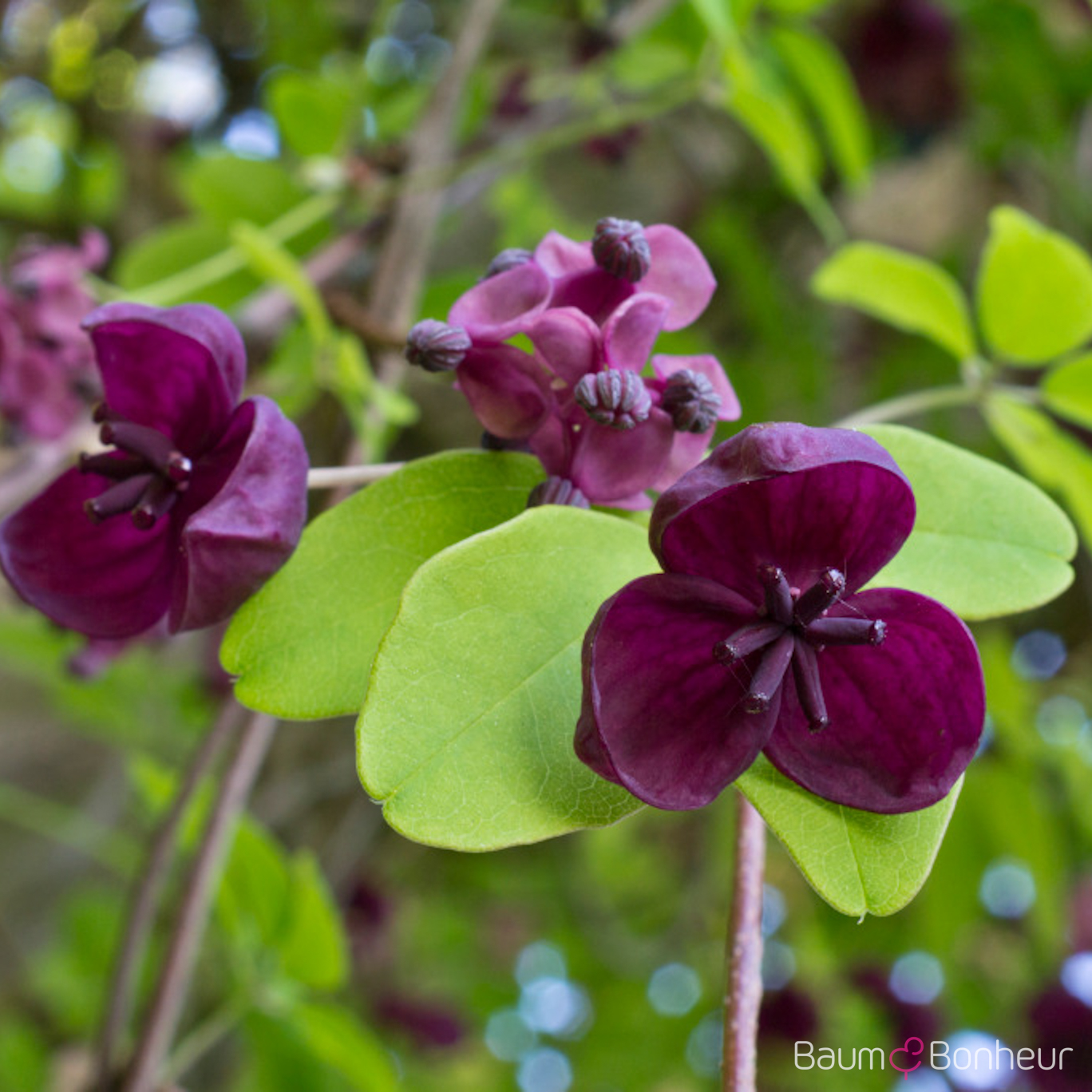 Akebia quinata