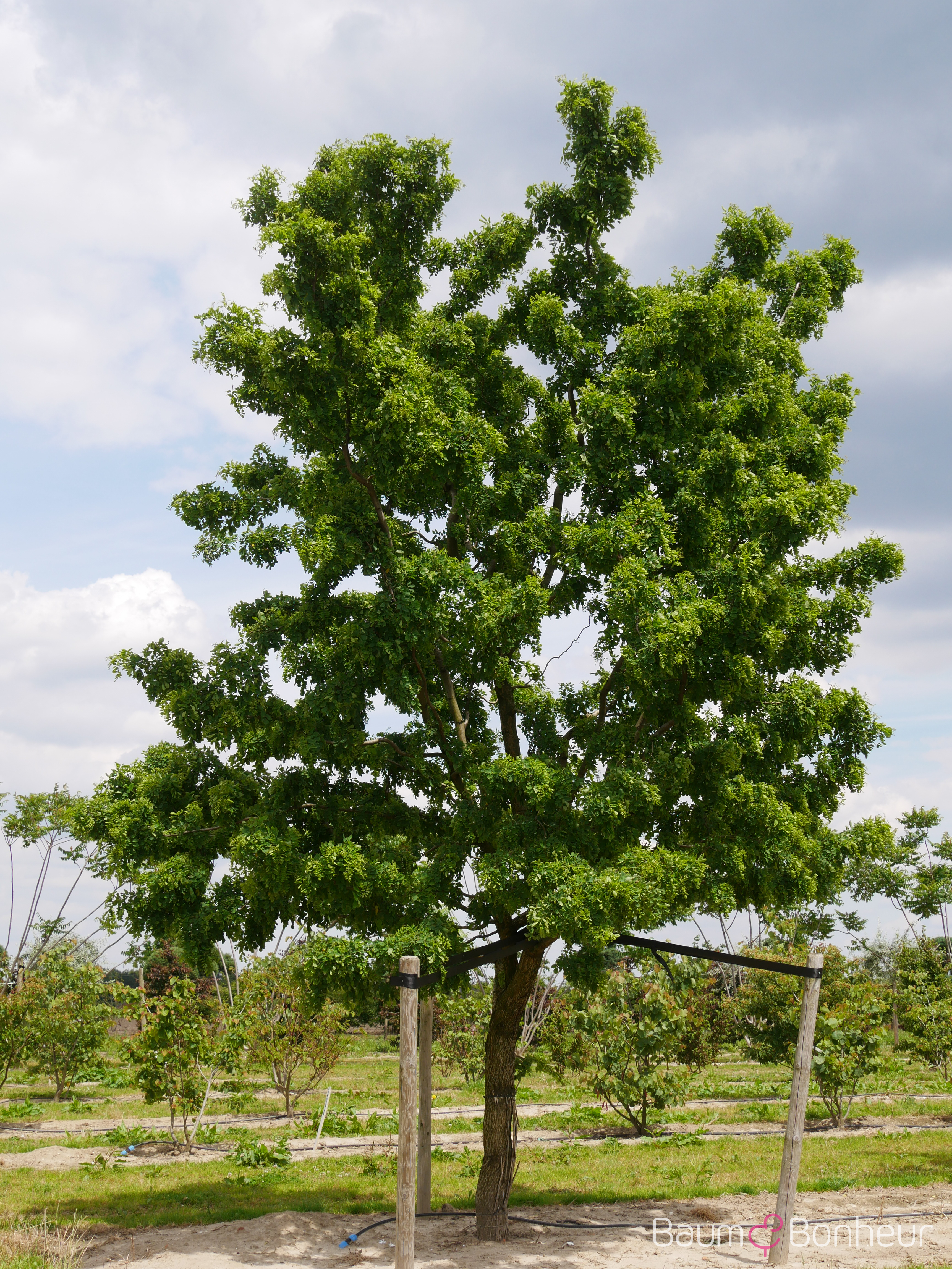 Robinia pseudoacacia 'Tortuosa'