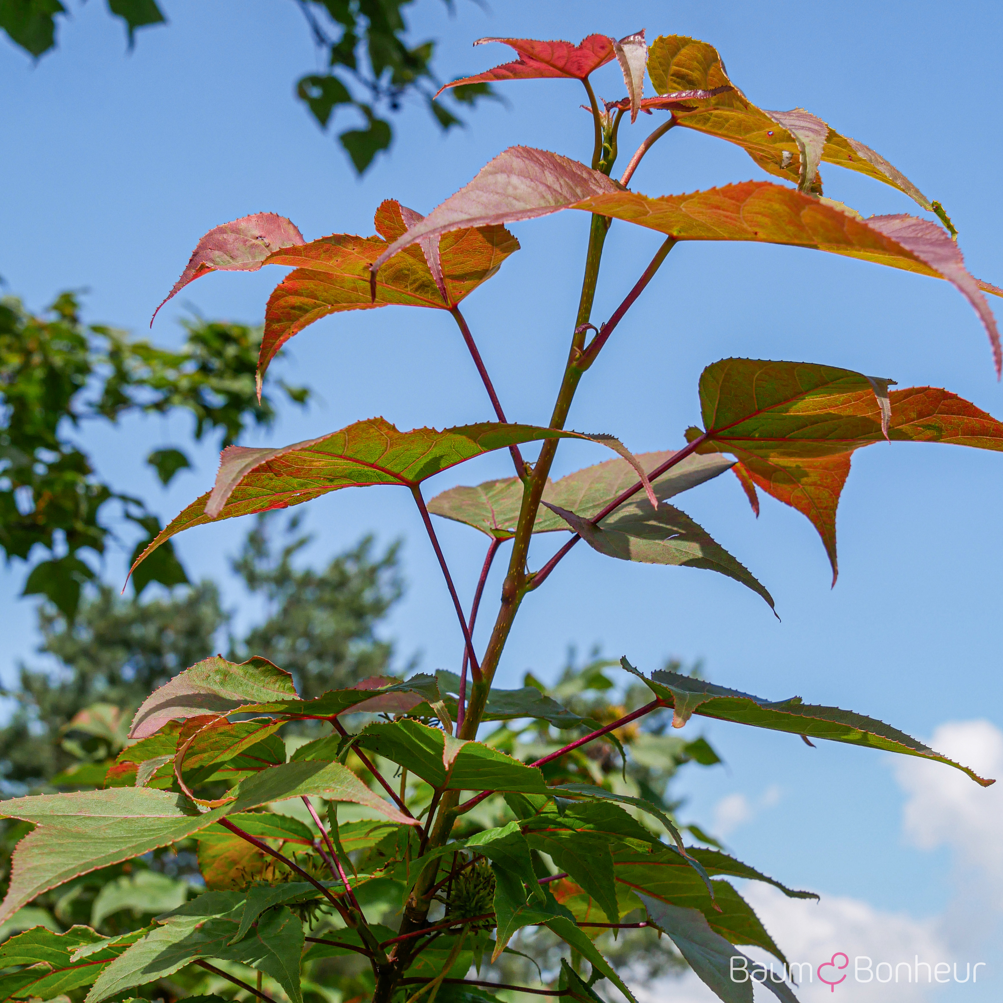 Liquidambar formosana