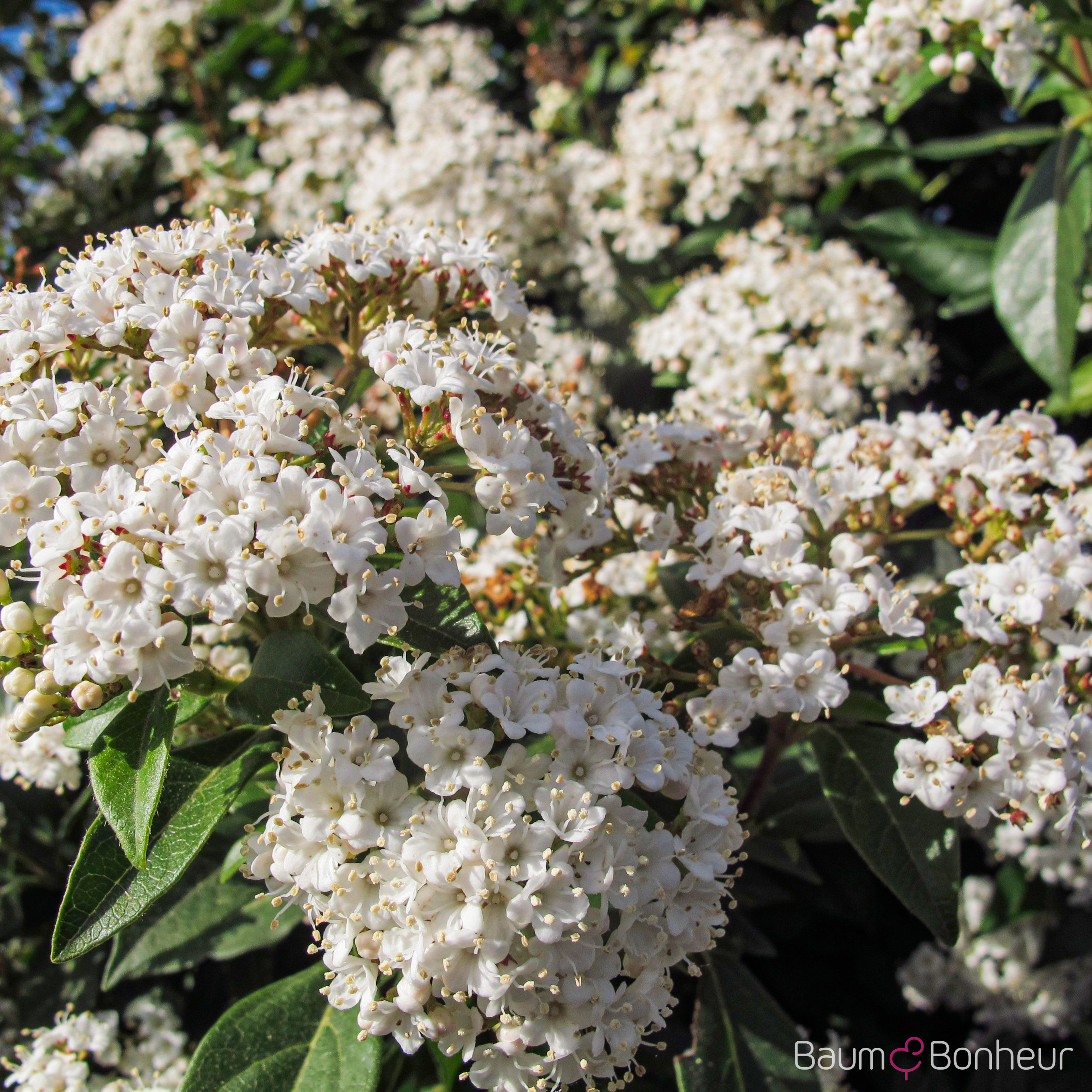 Viburnum tinus