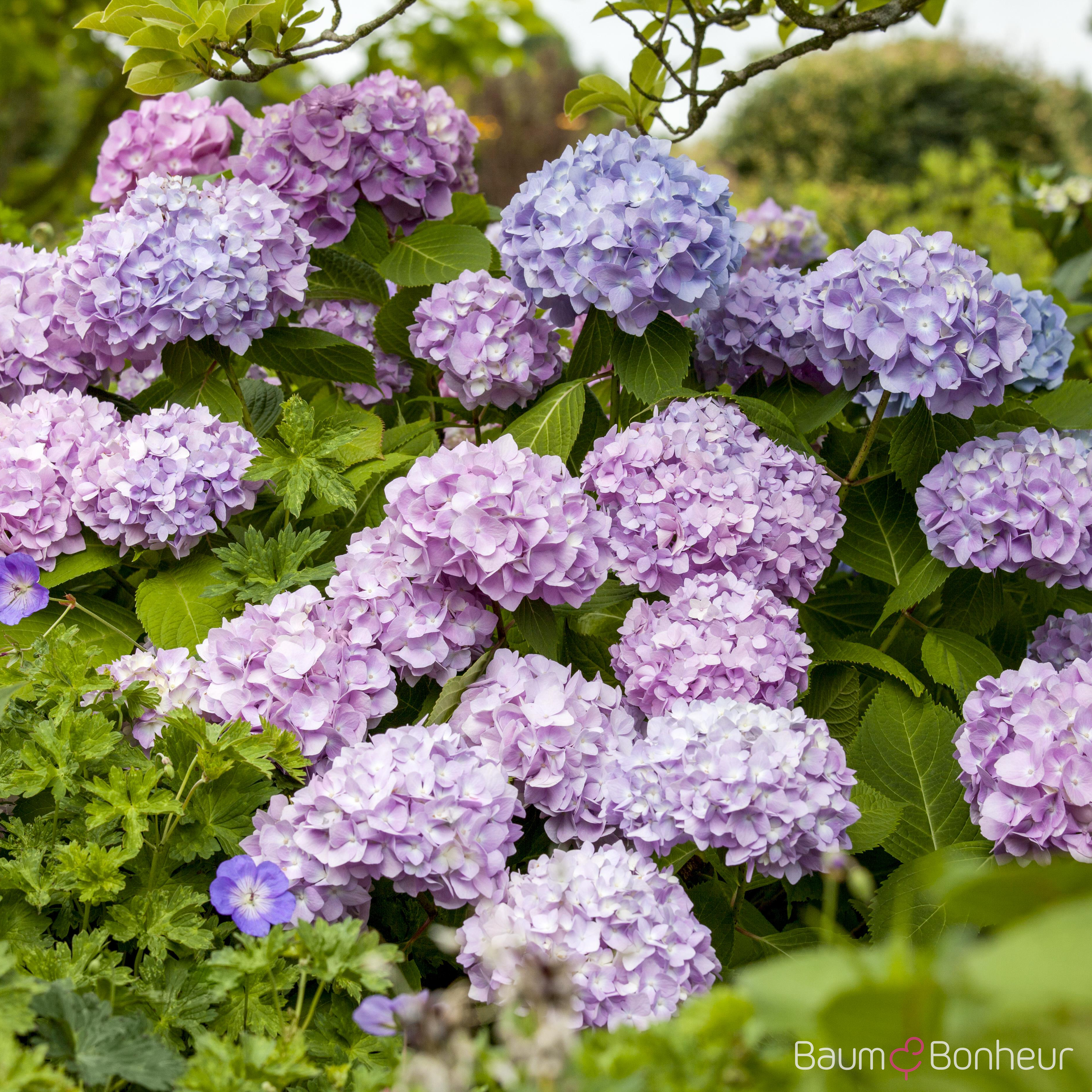 Hydrangea macrophylla 'Endless Summer'®
