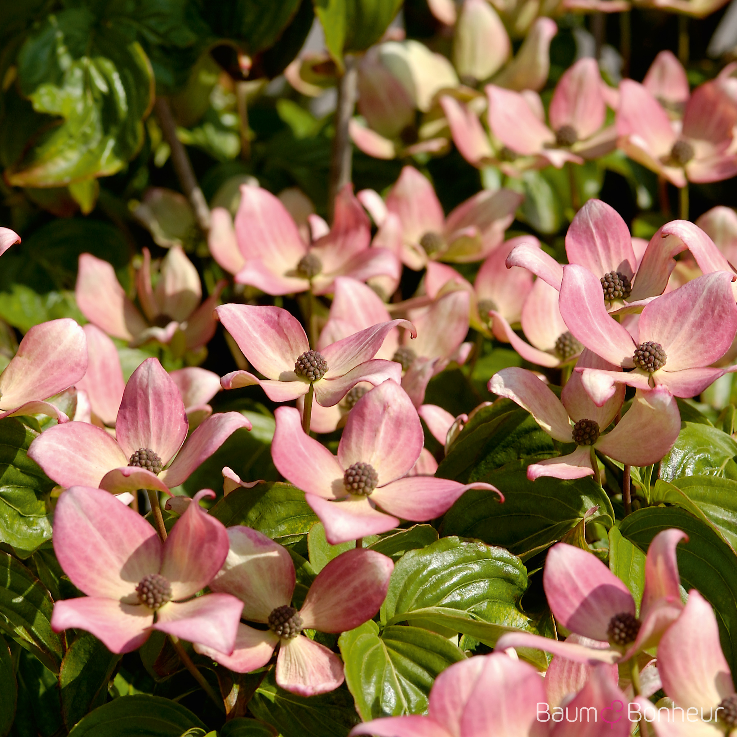 Cornus kousa 'Satomi'