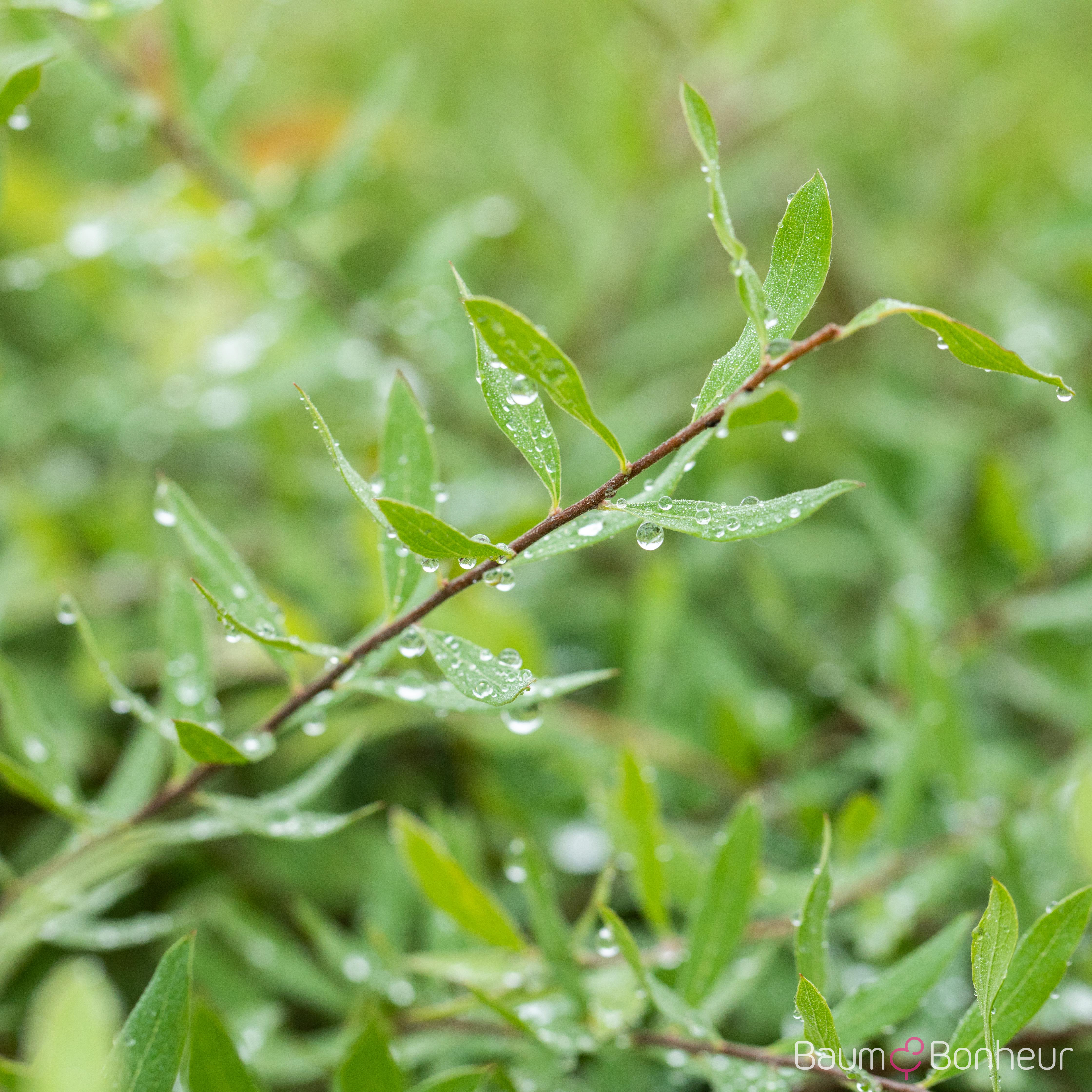 Spiraea x cinerea 'Grefsheim'