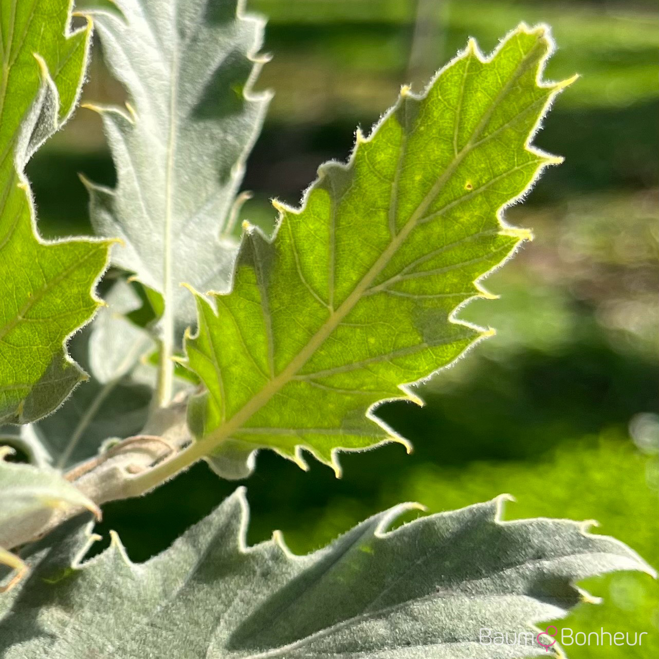 Quercus ithaburensis 'Hemelrijk'
