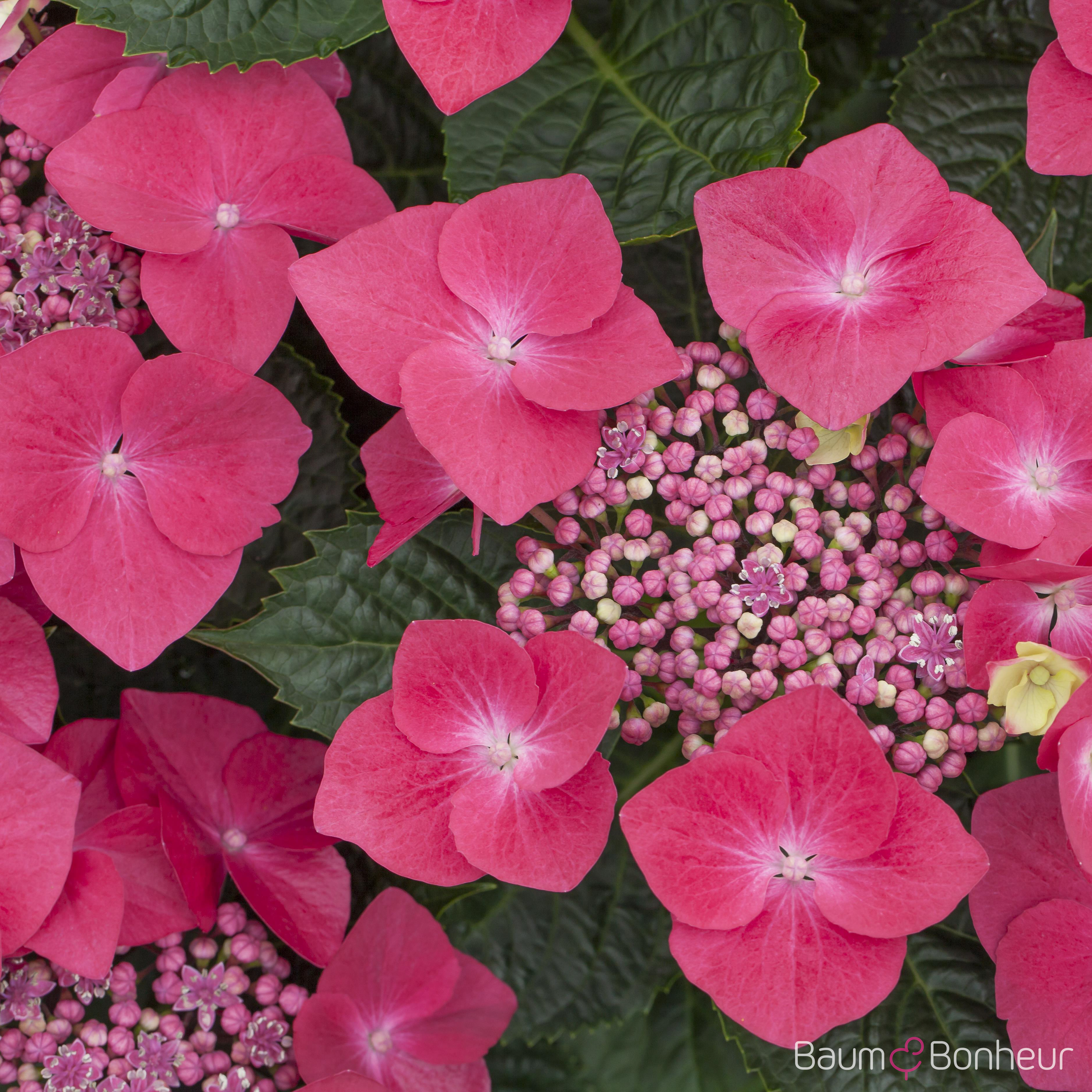 Hydrangea macrophylla 'Kardinal'