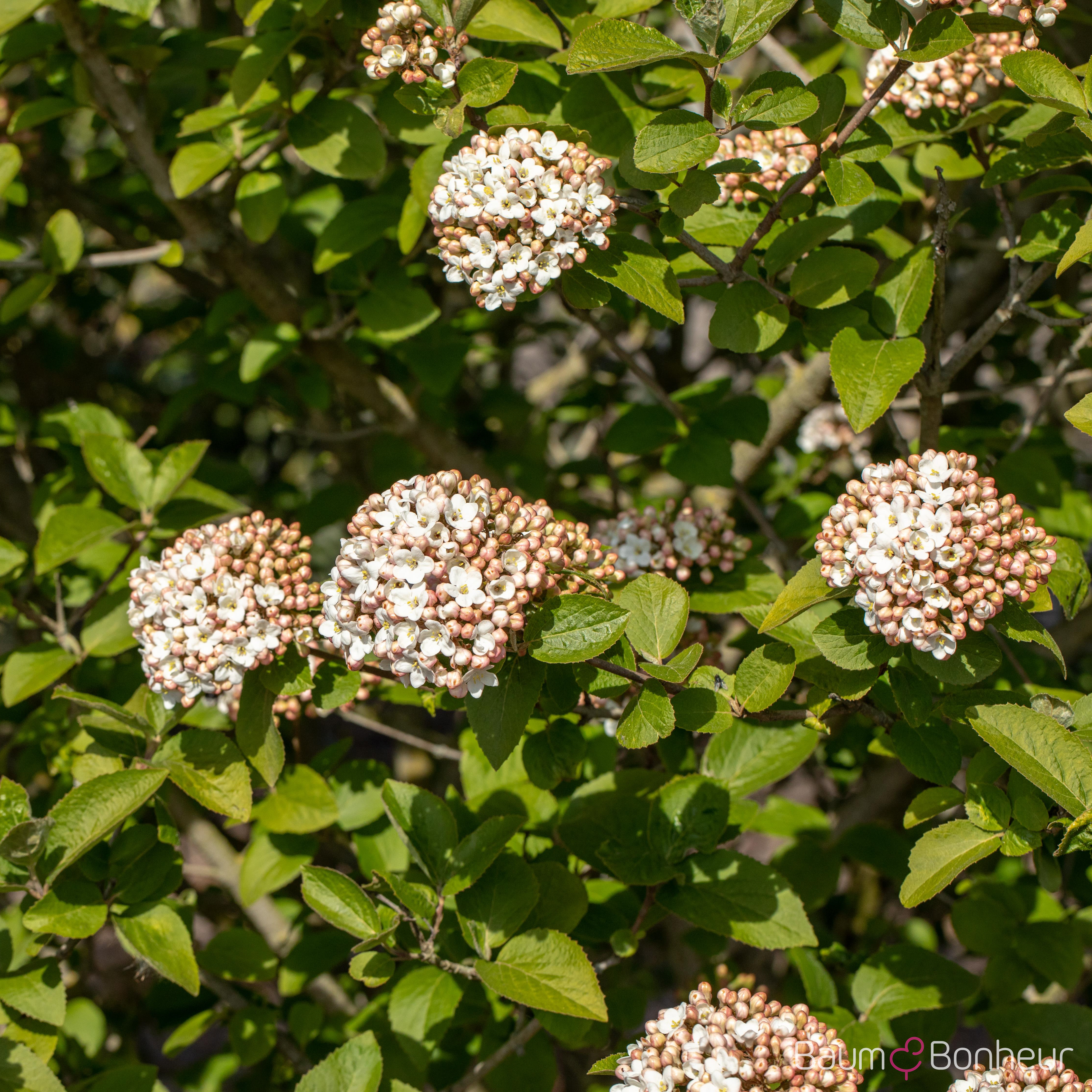 Viburnum carlcephalum