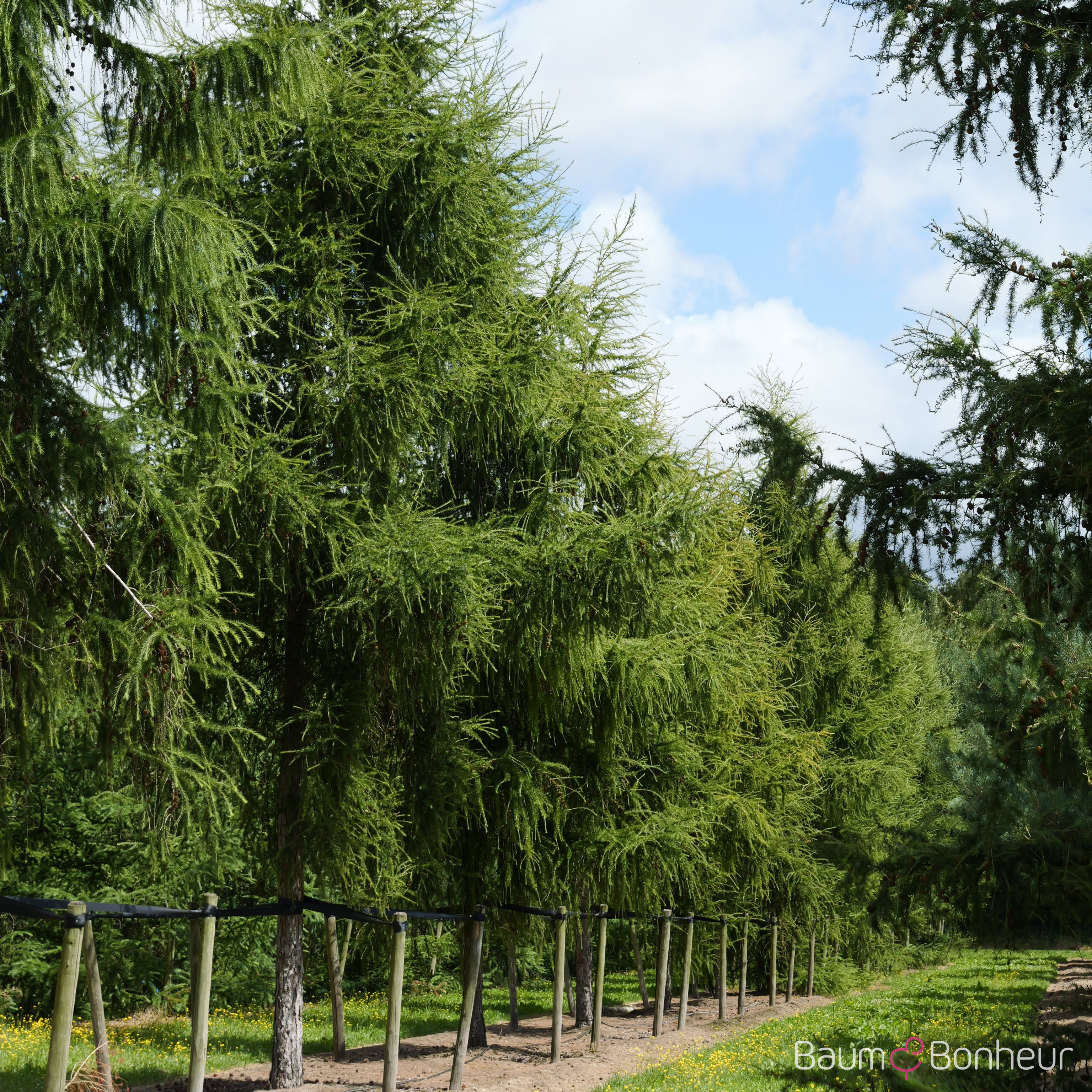 Larix decidua