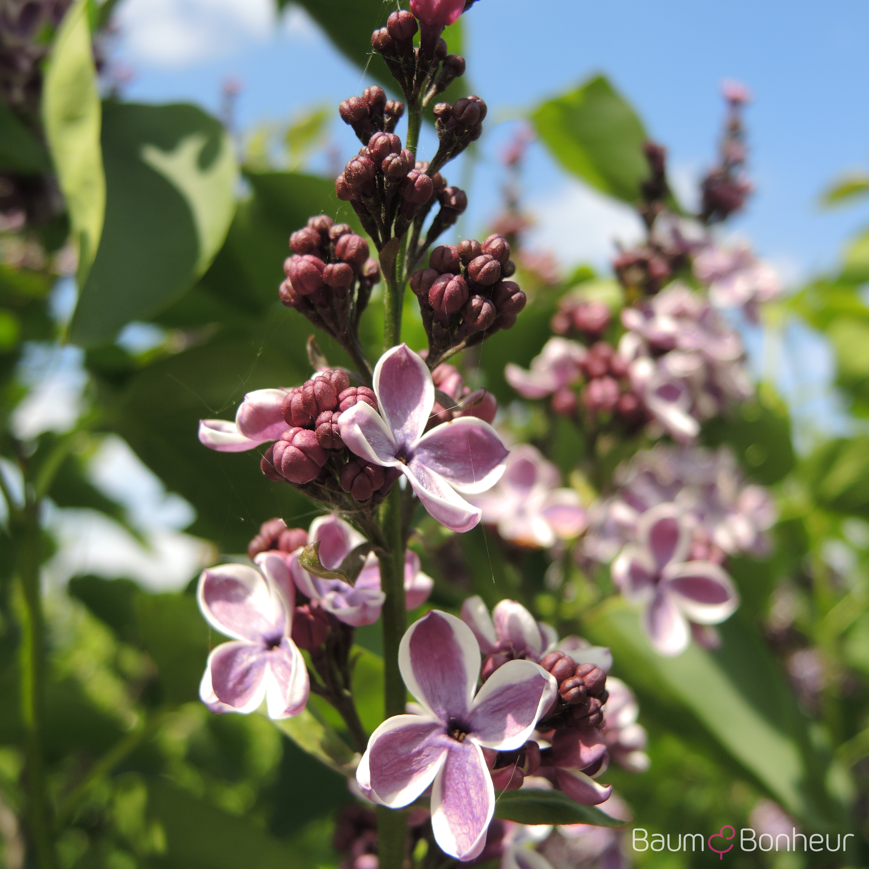 Syringa vulgaris 'Sensation'