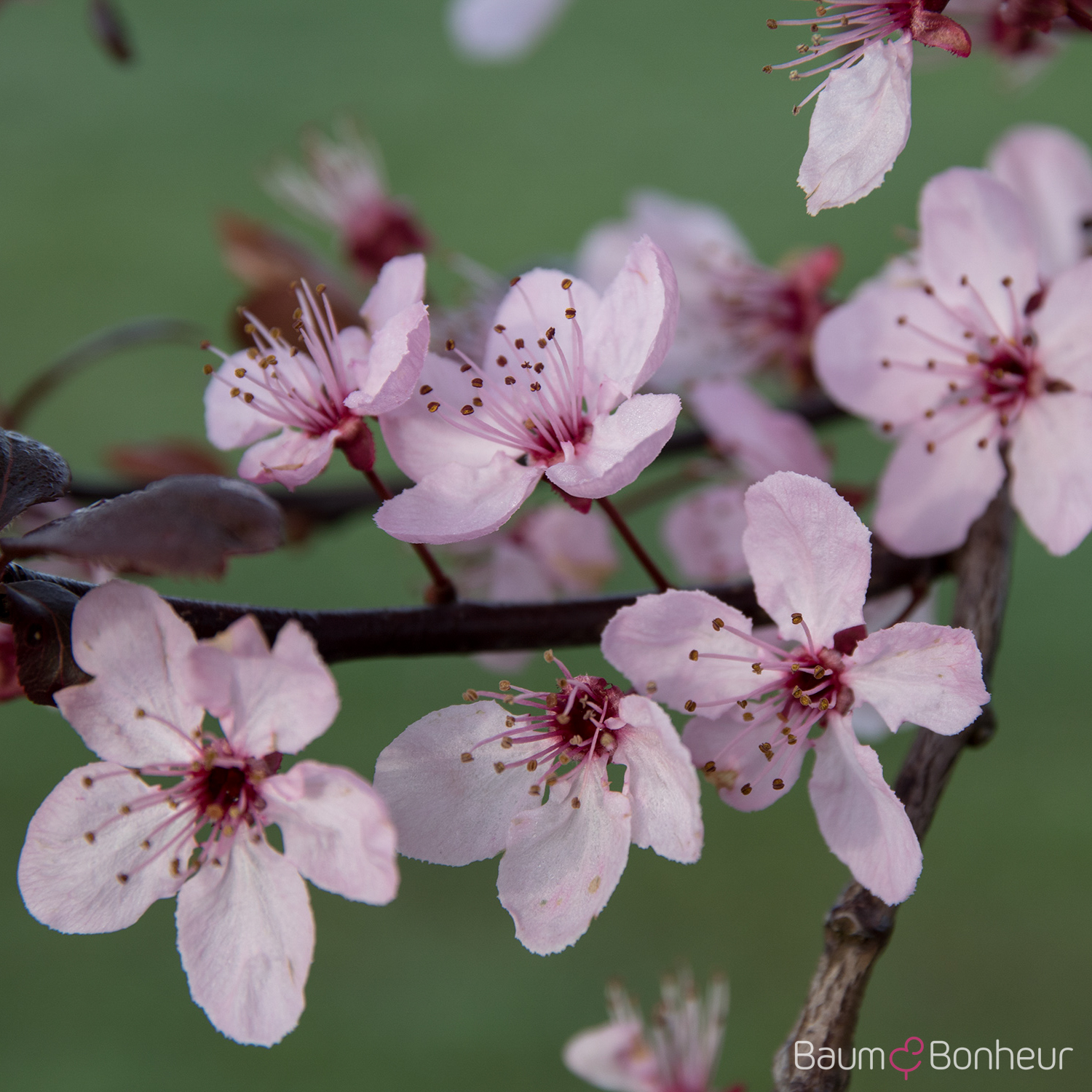 Prunus cerasifera 'Nigra'