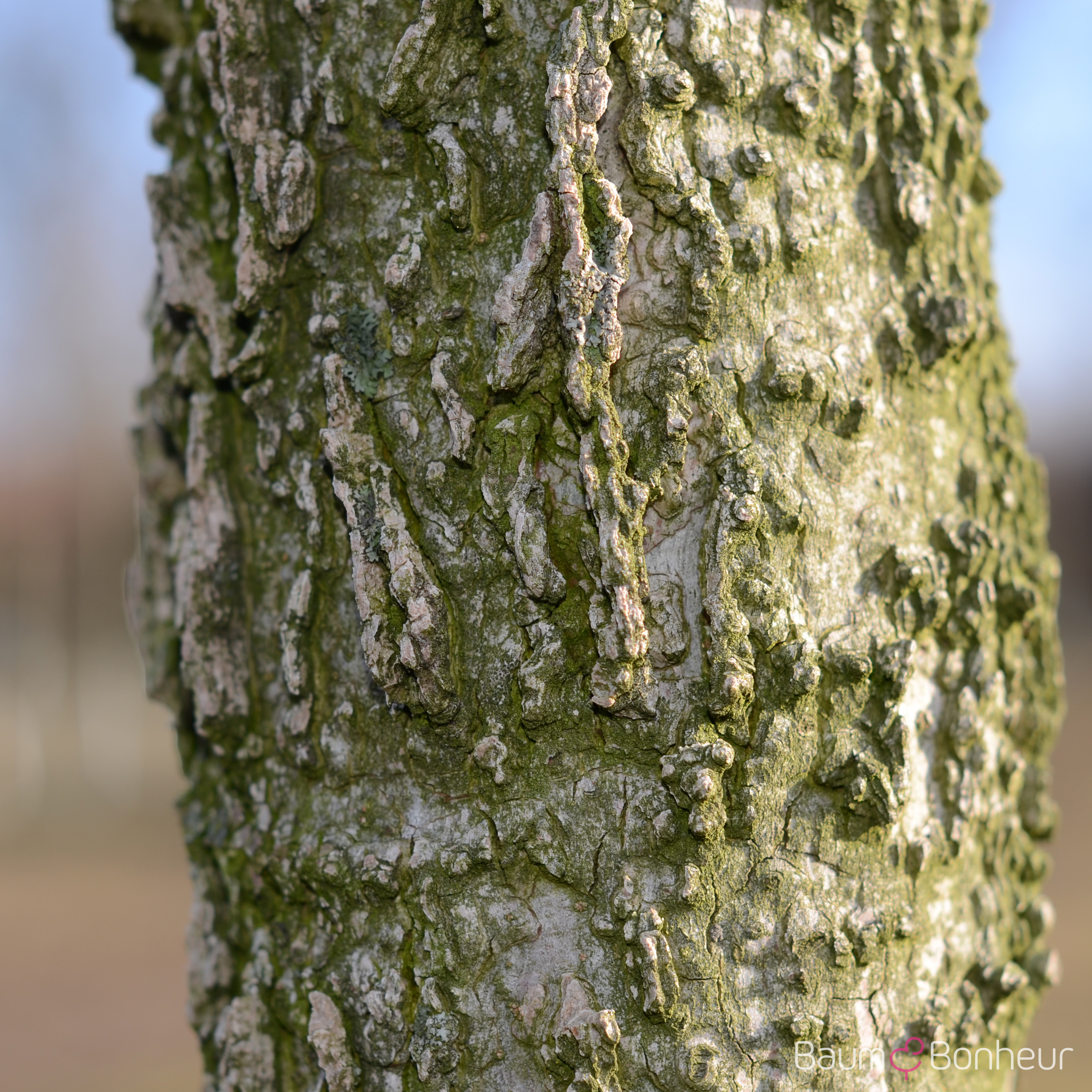 Liquidambar styraciflua