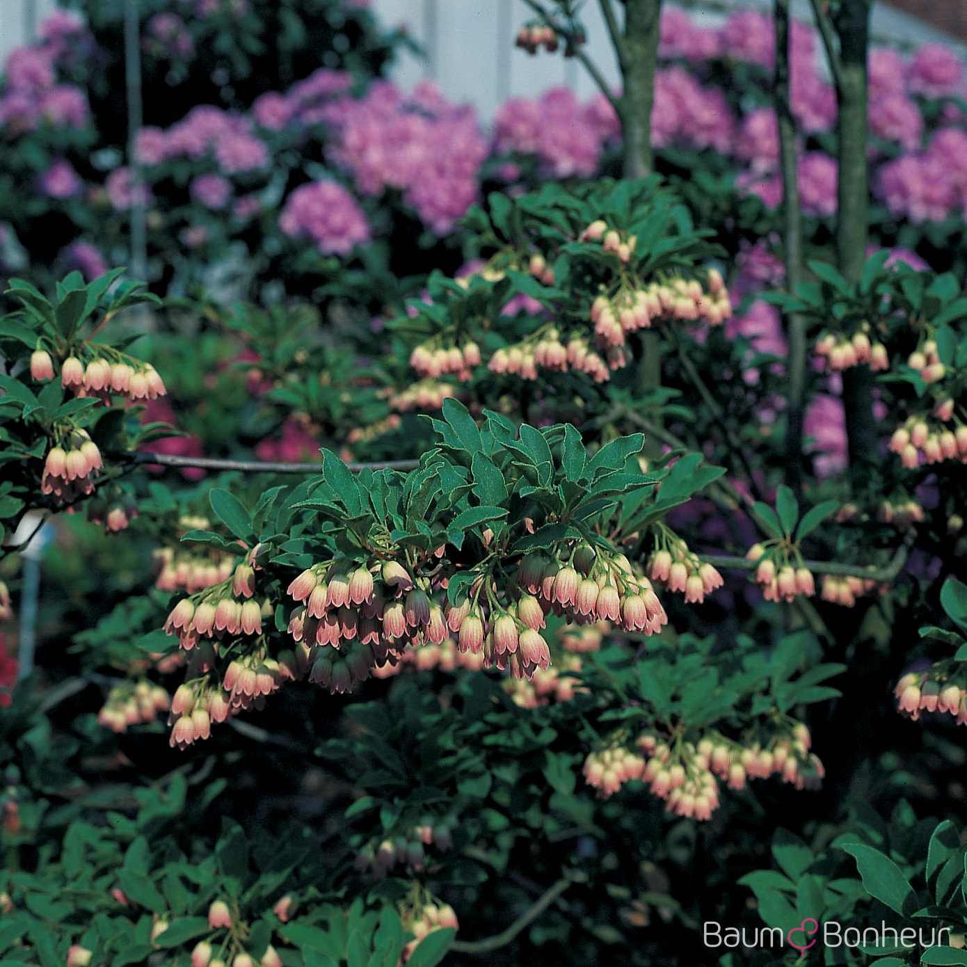 Enkianthus campanulatus