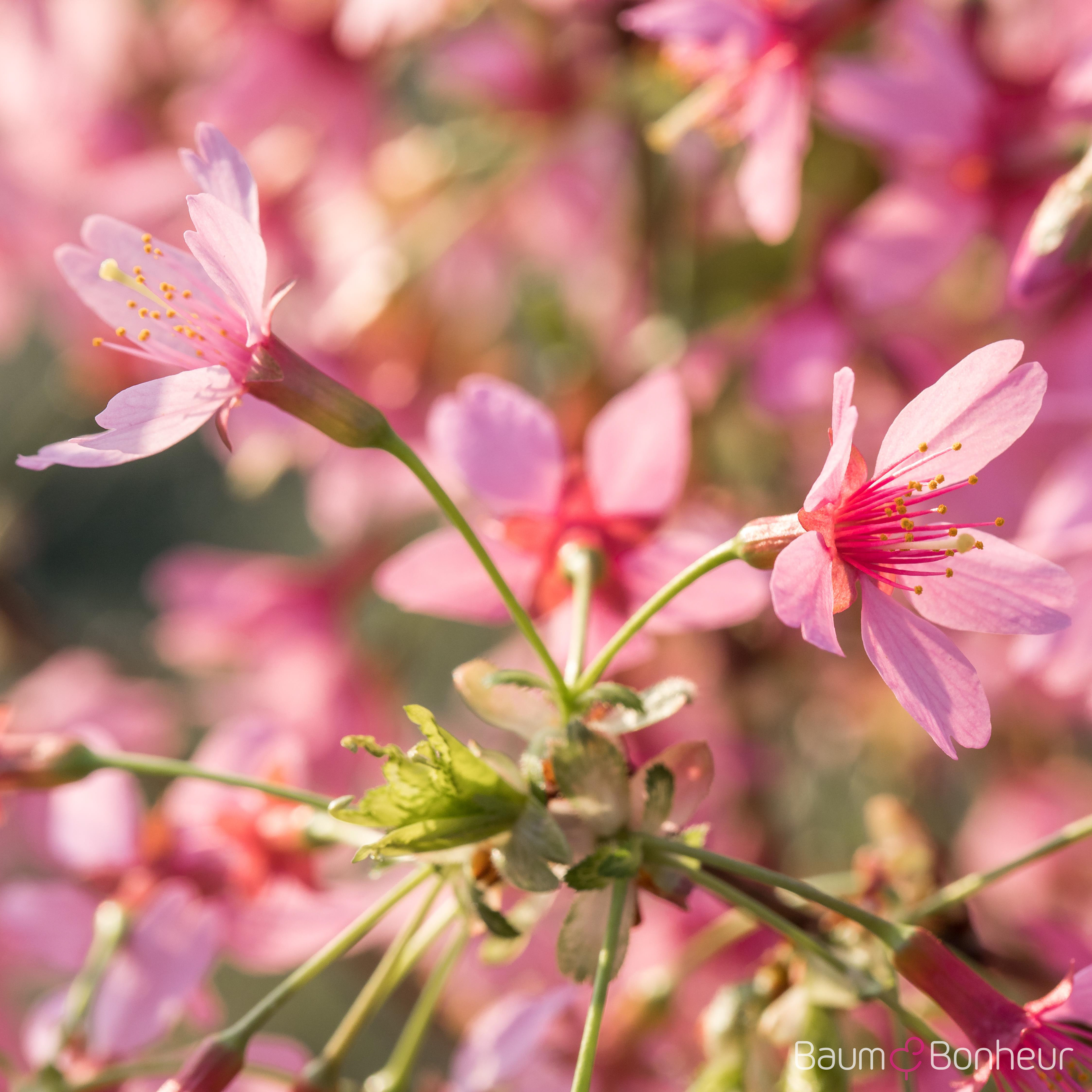 Prunus 'Okame'