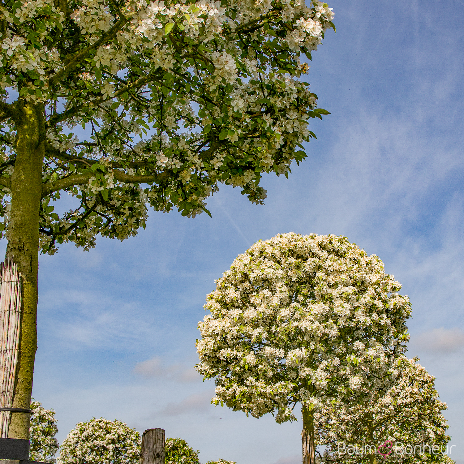 Malus 'Evereste'®