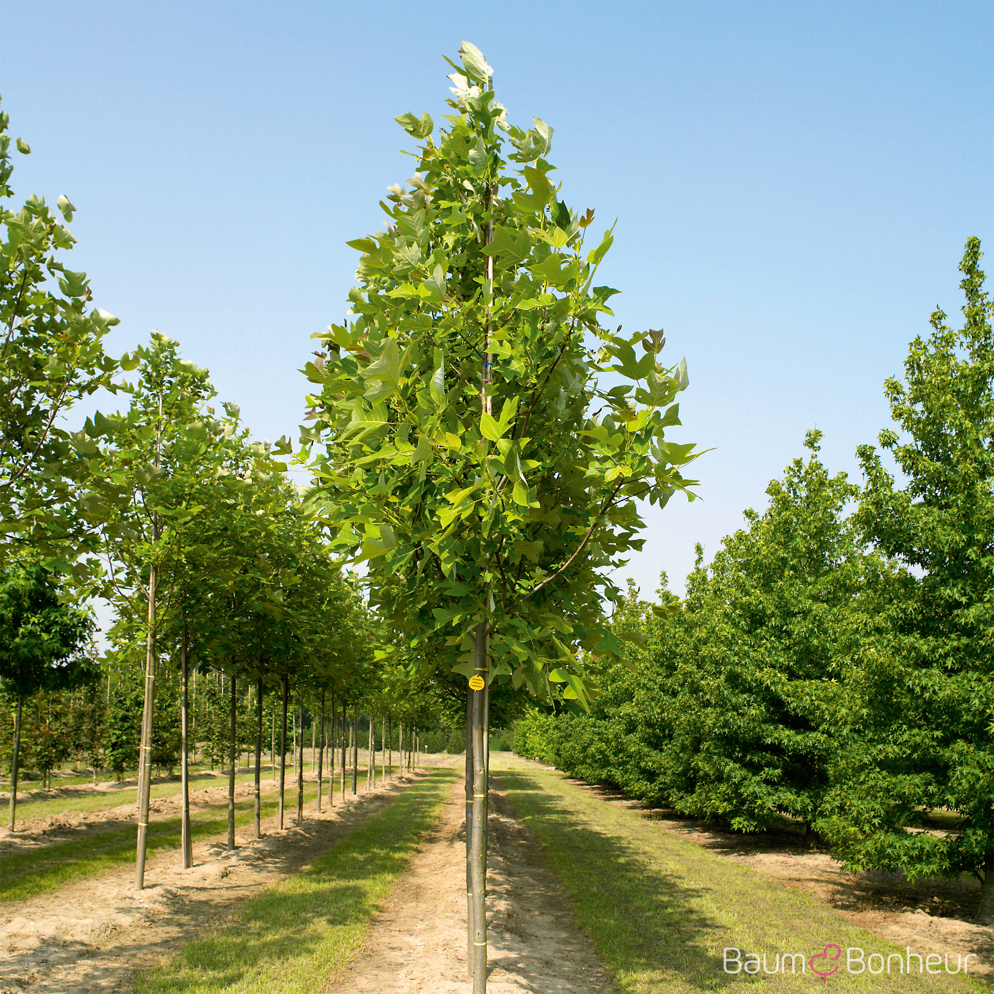 Liriodendron chinense