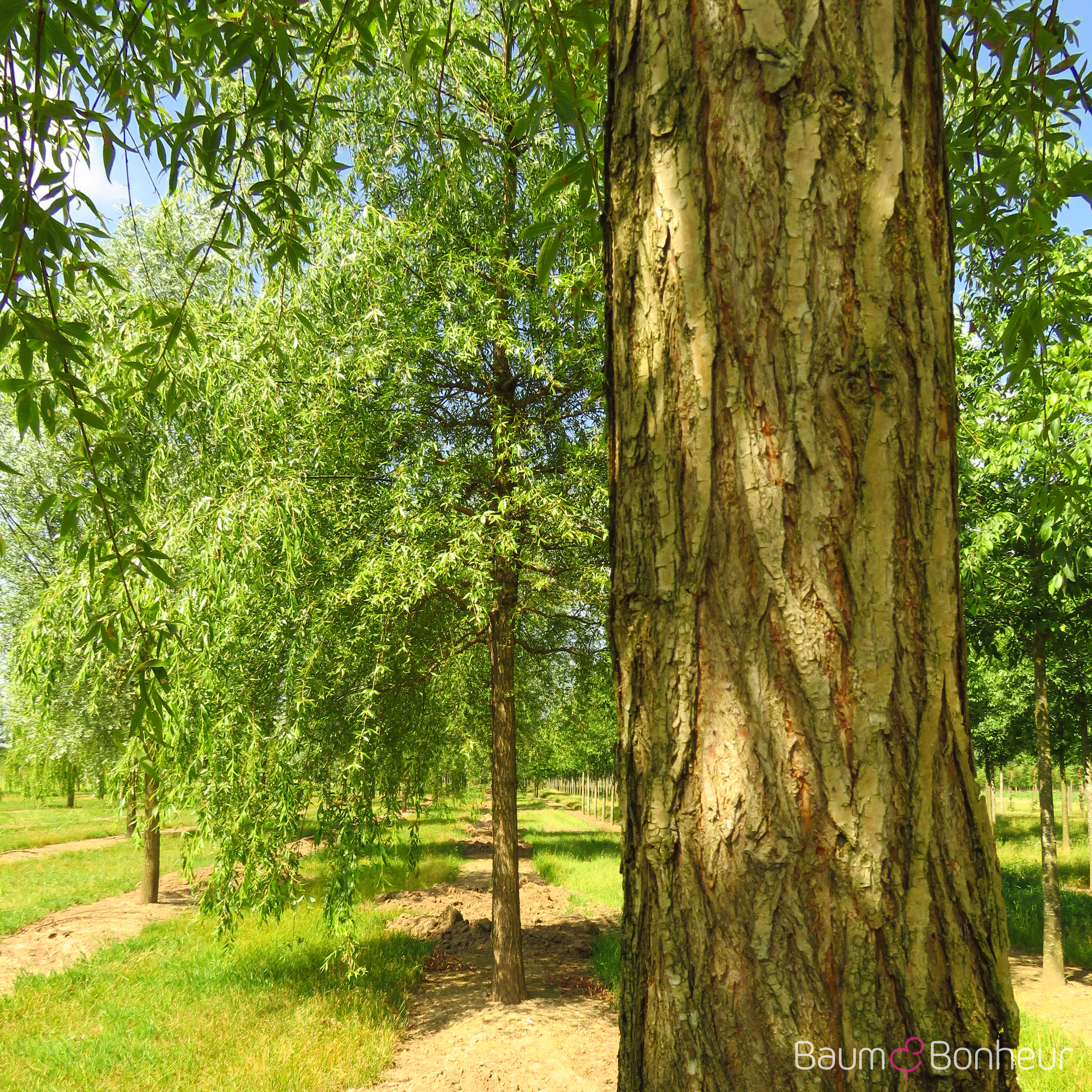 Salix babylonica