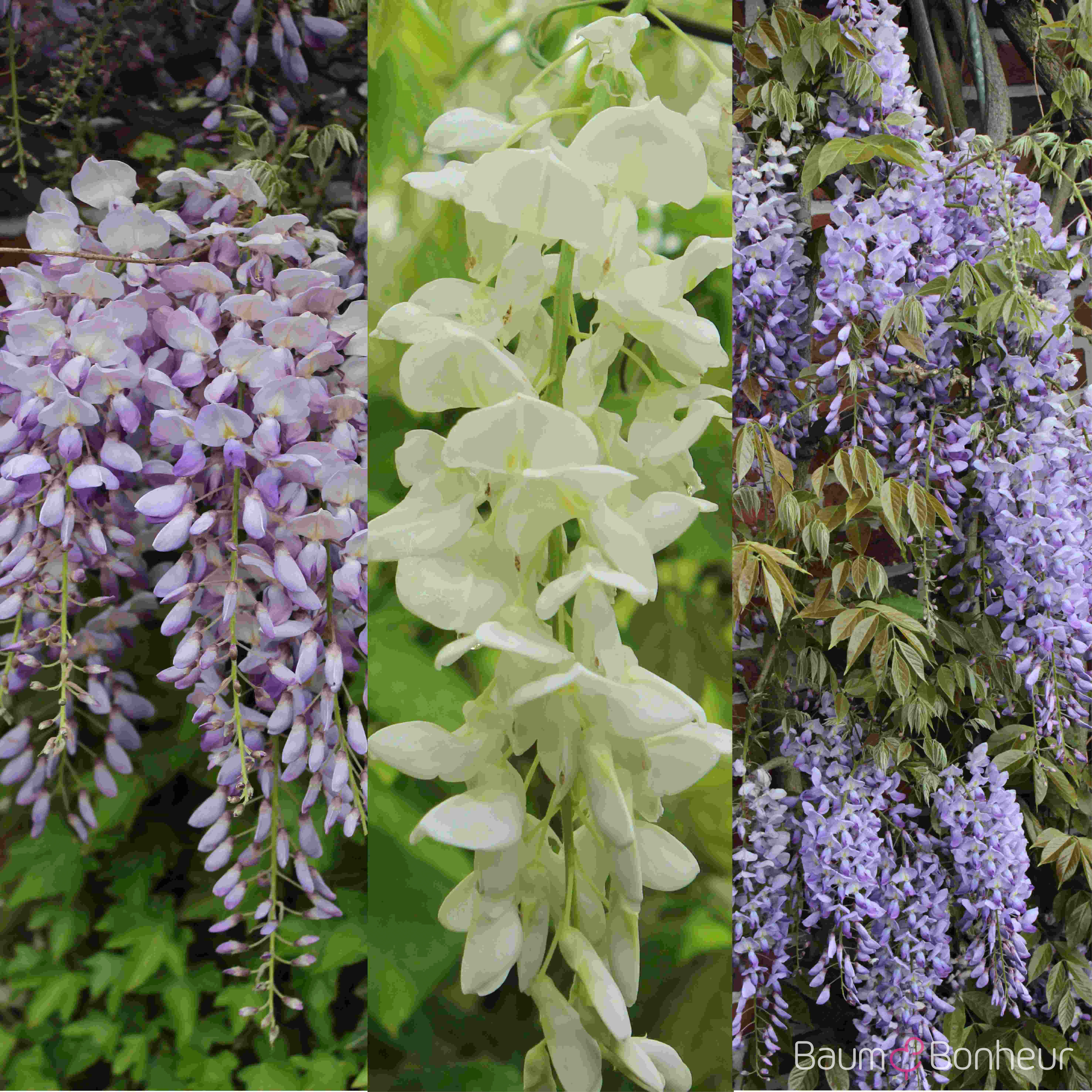 Wisteria floribunda