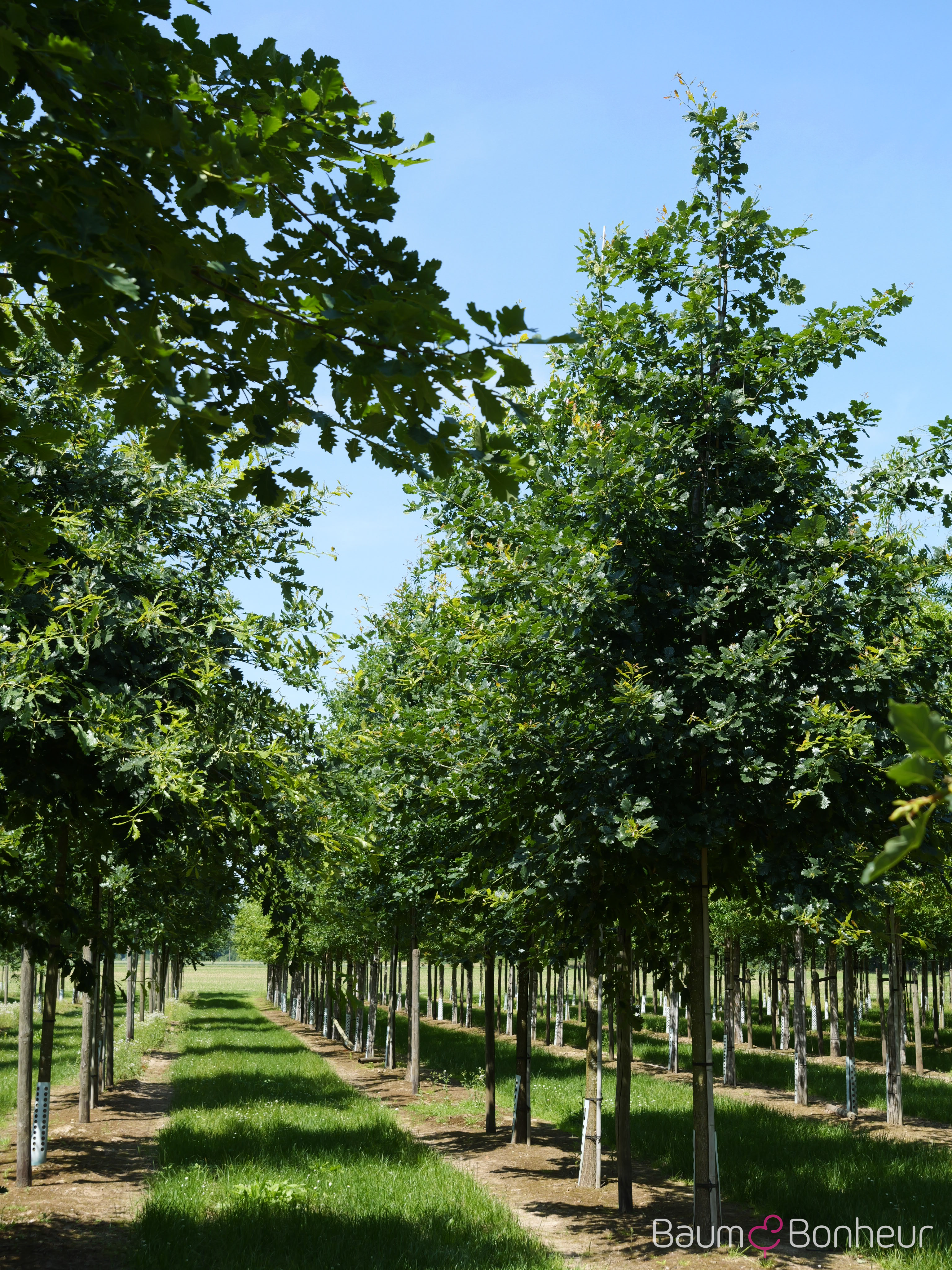 Quercus petraea