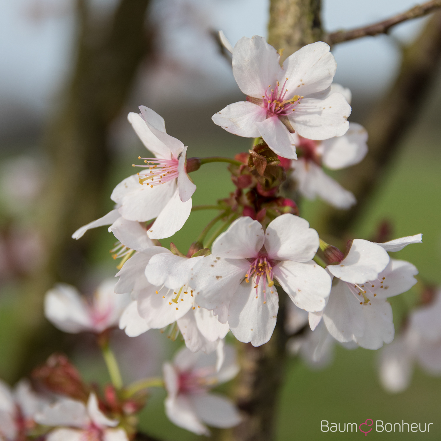 Prunus 'Snow Goose'