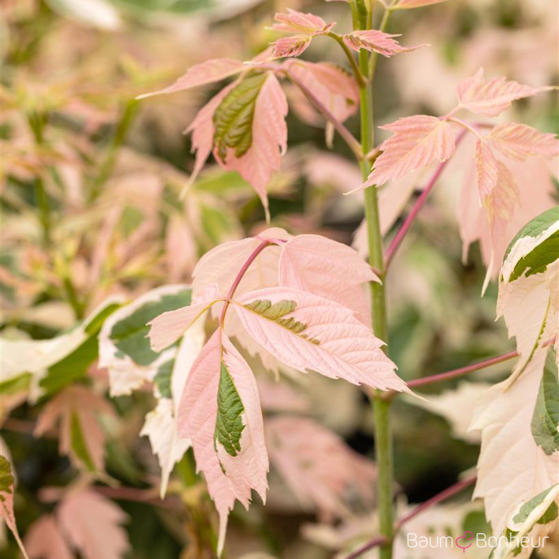Acer negundo 'Flamingo'