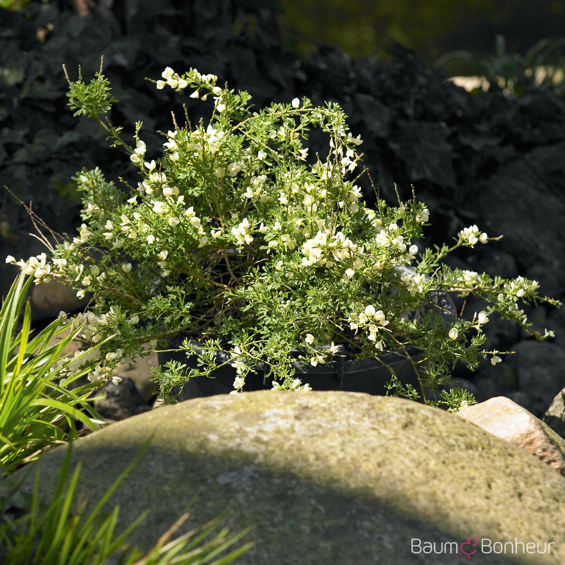 Cytisus kewensis