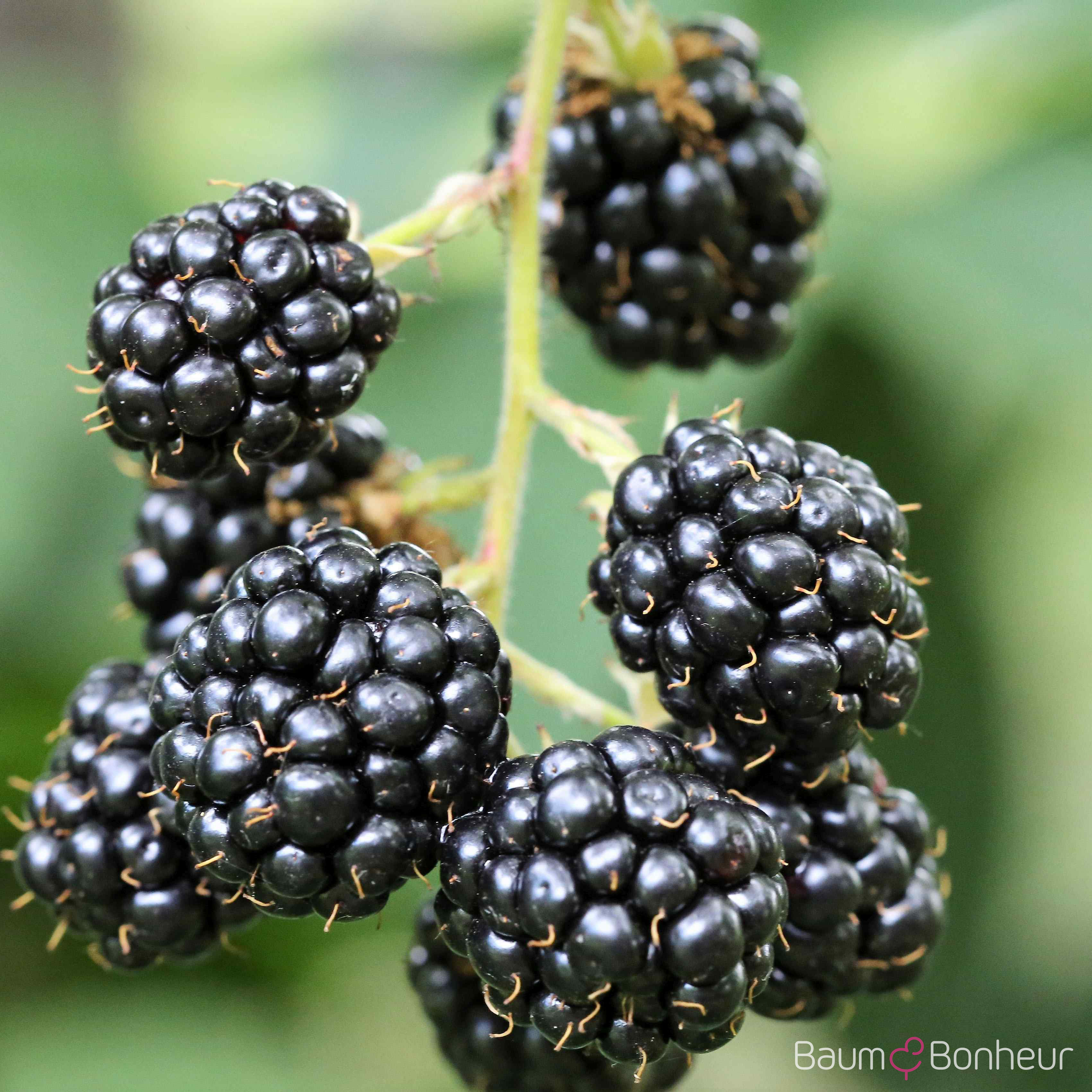 Rubus fruticosus 'Black Satin'