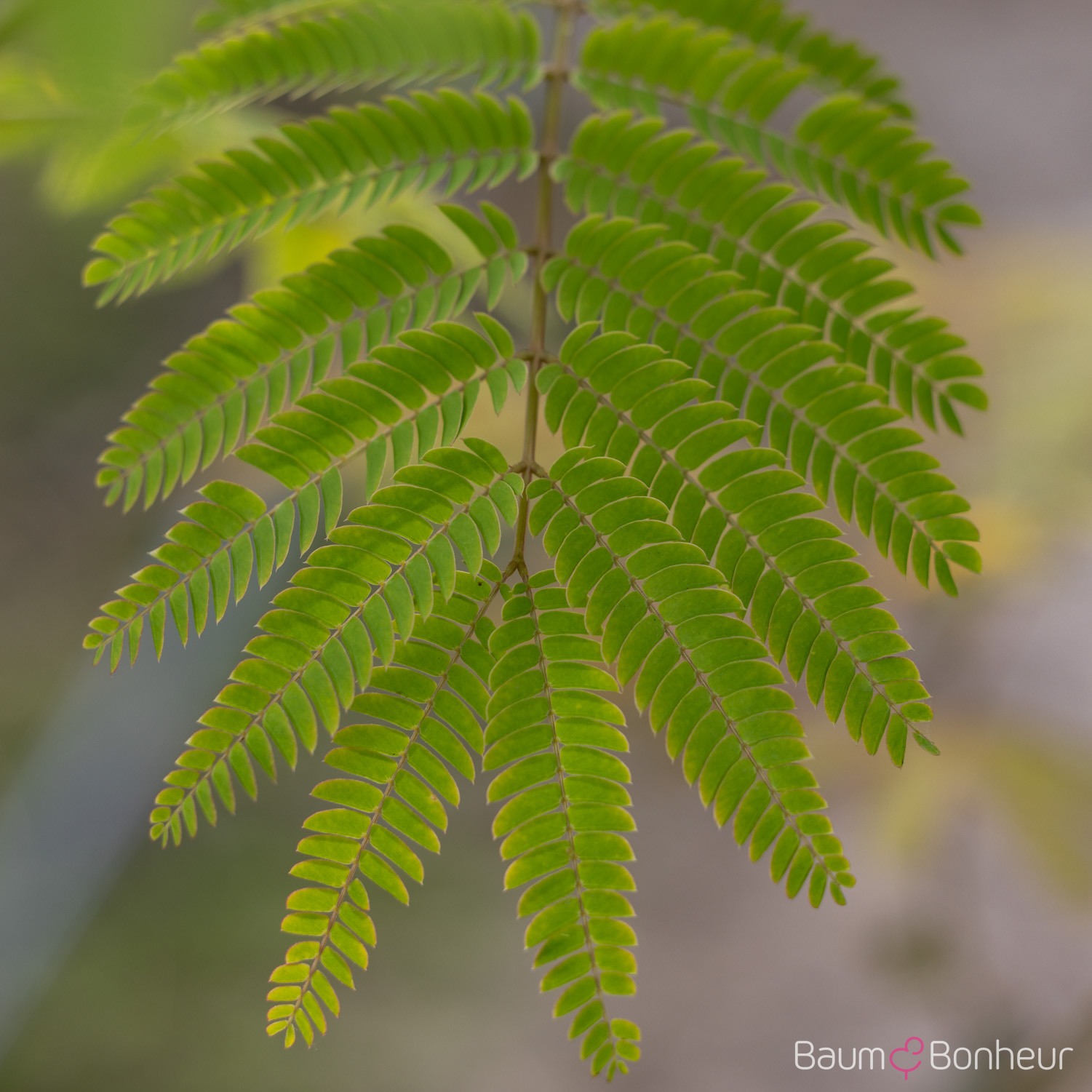 Albizia julibrissin