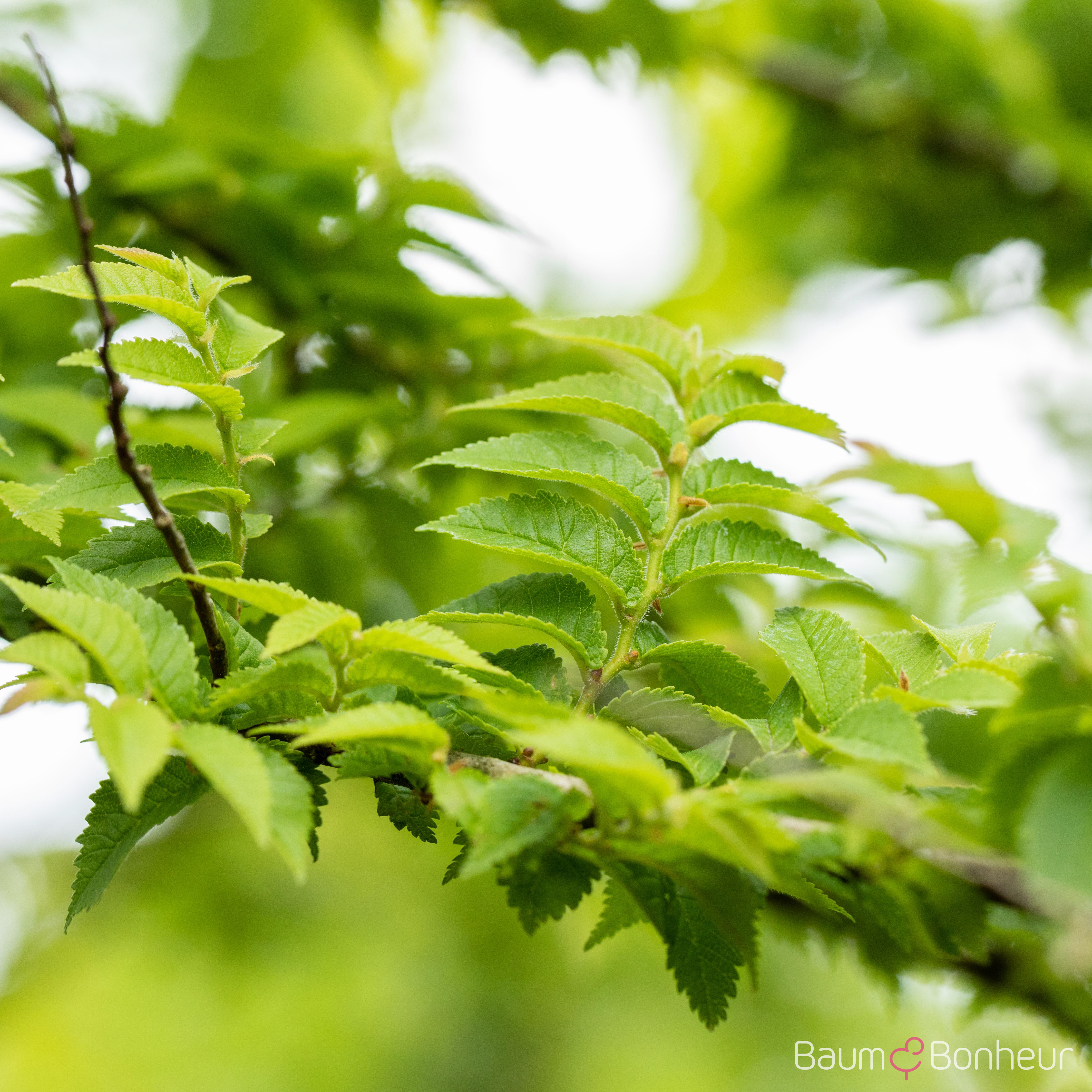 Ulmus hollandica 'Jacqueline Hillier'