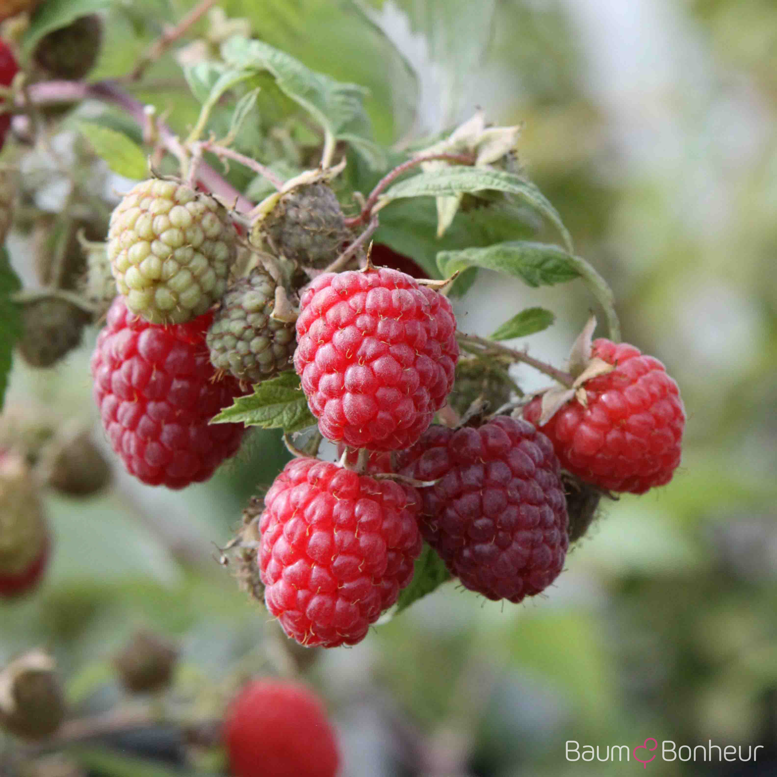 Rubus idaeus 'Himbo-Top'®