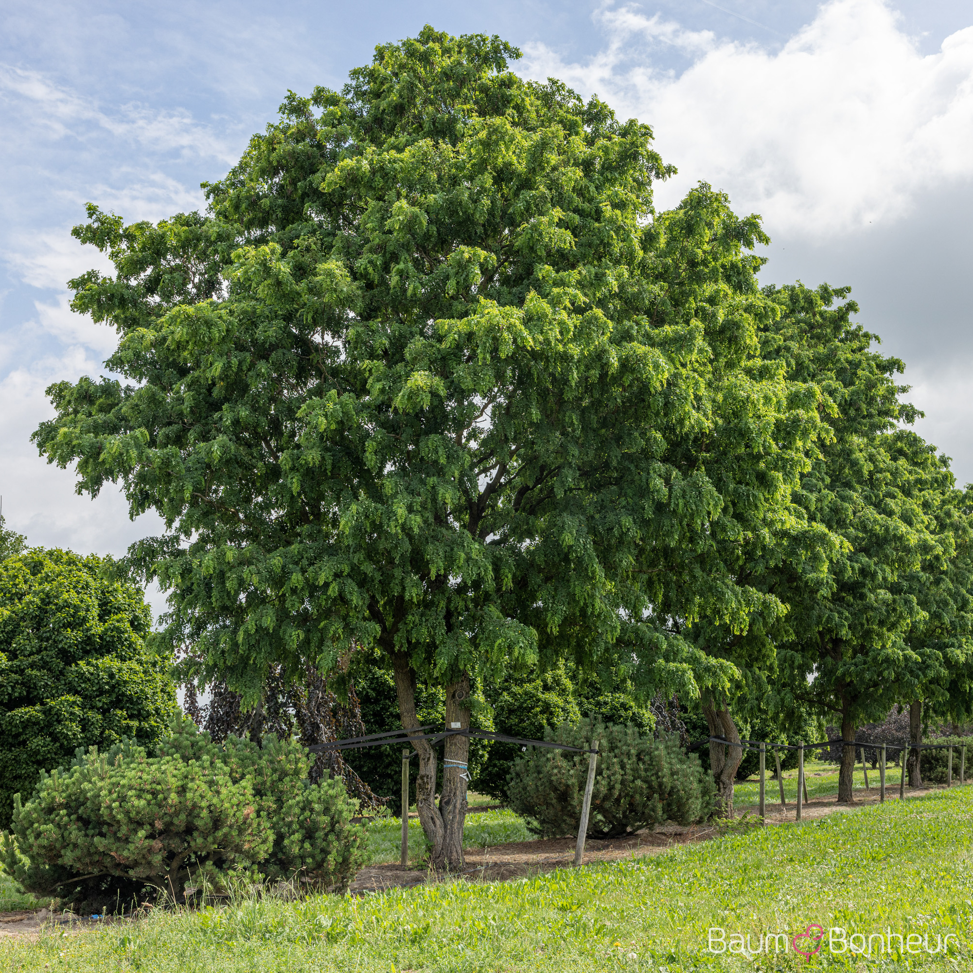 Robinia pseudoacacia 'Tortuosa'