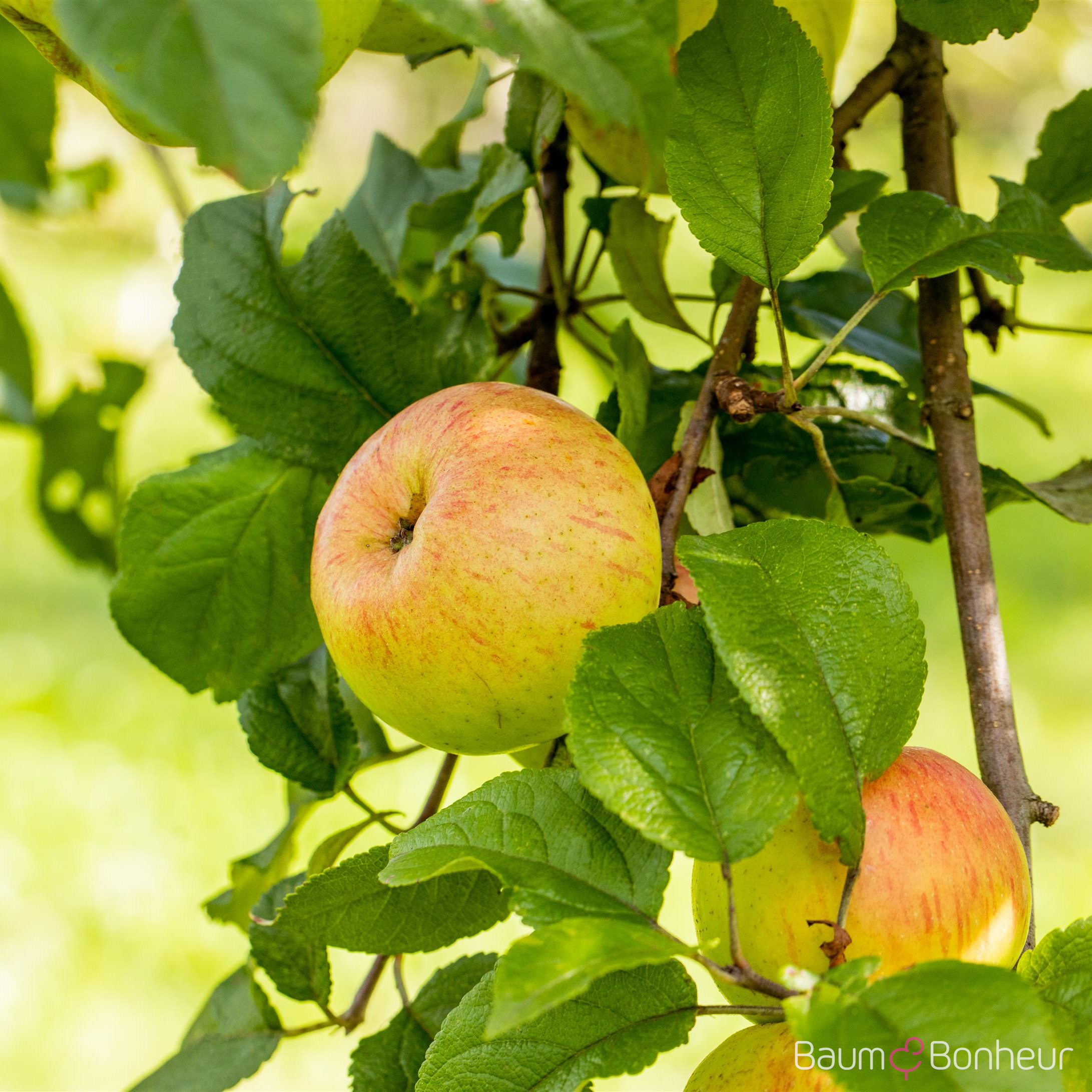 Malus 'Roter Berlepsch'