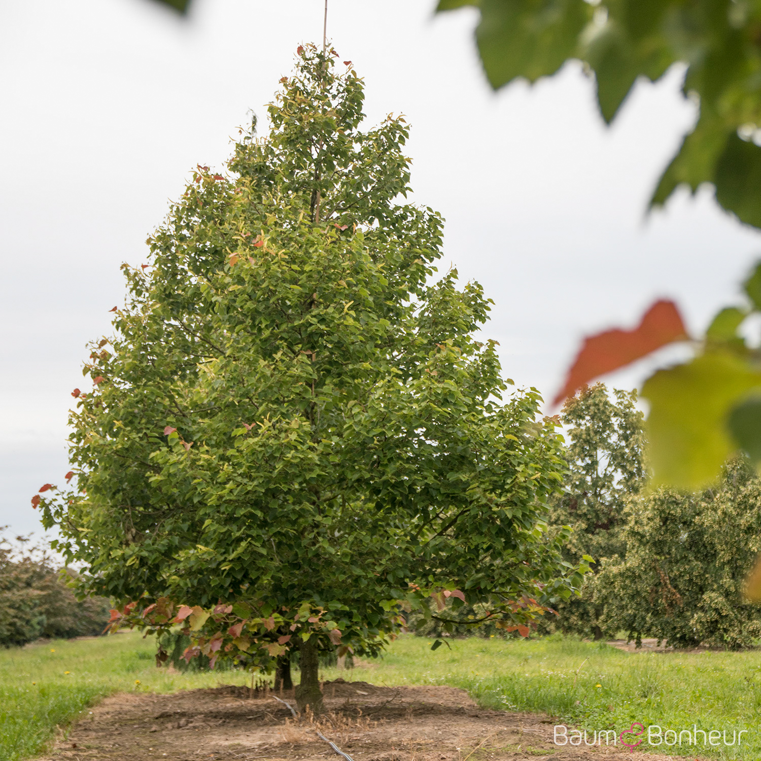 Tilia henryana