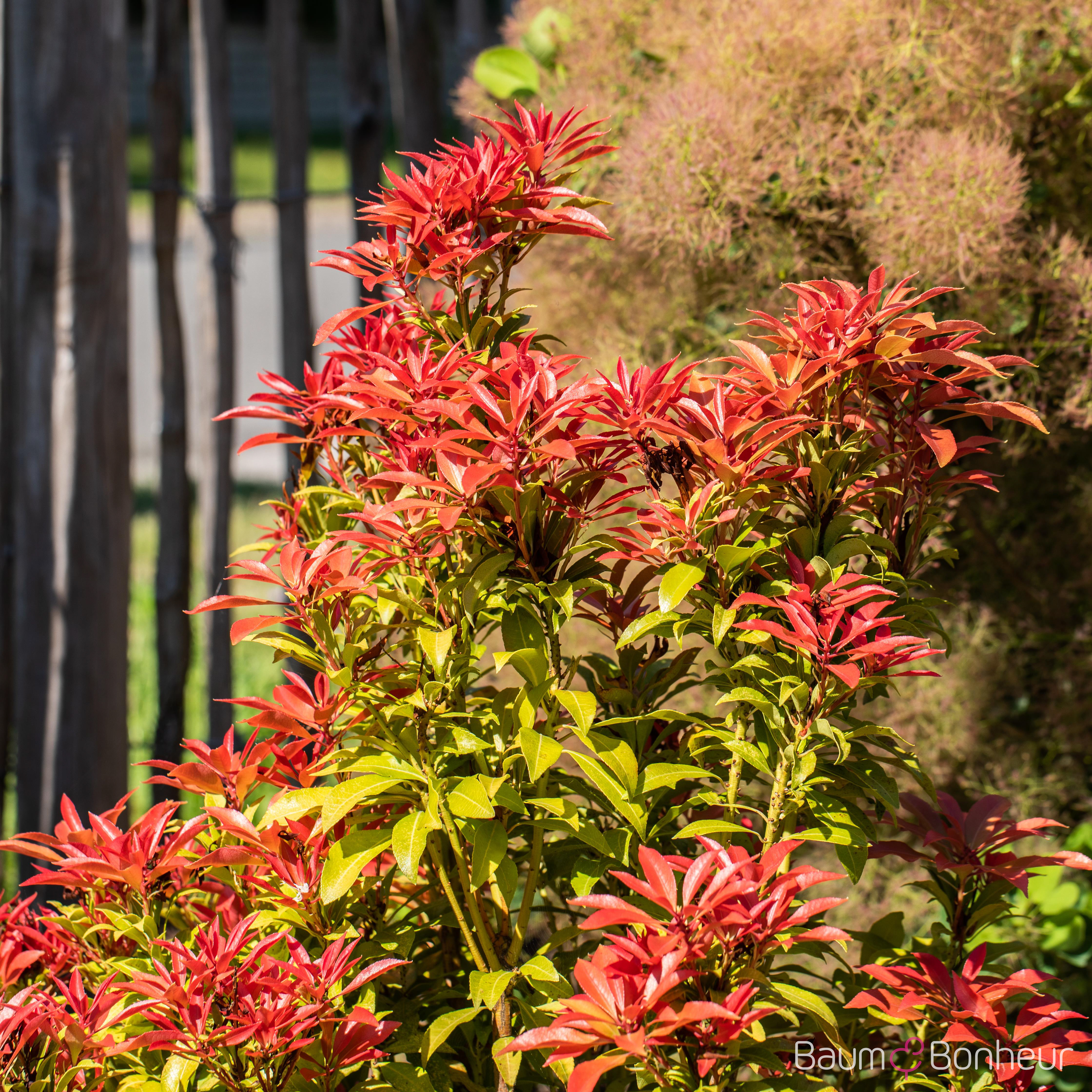 Pieris japonica 'Mountain Fire'