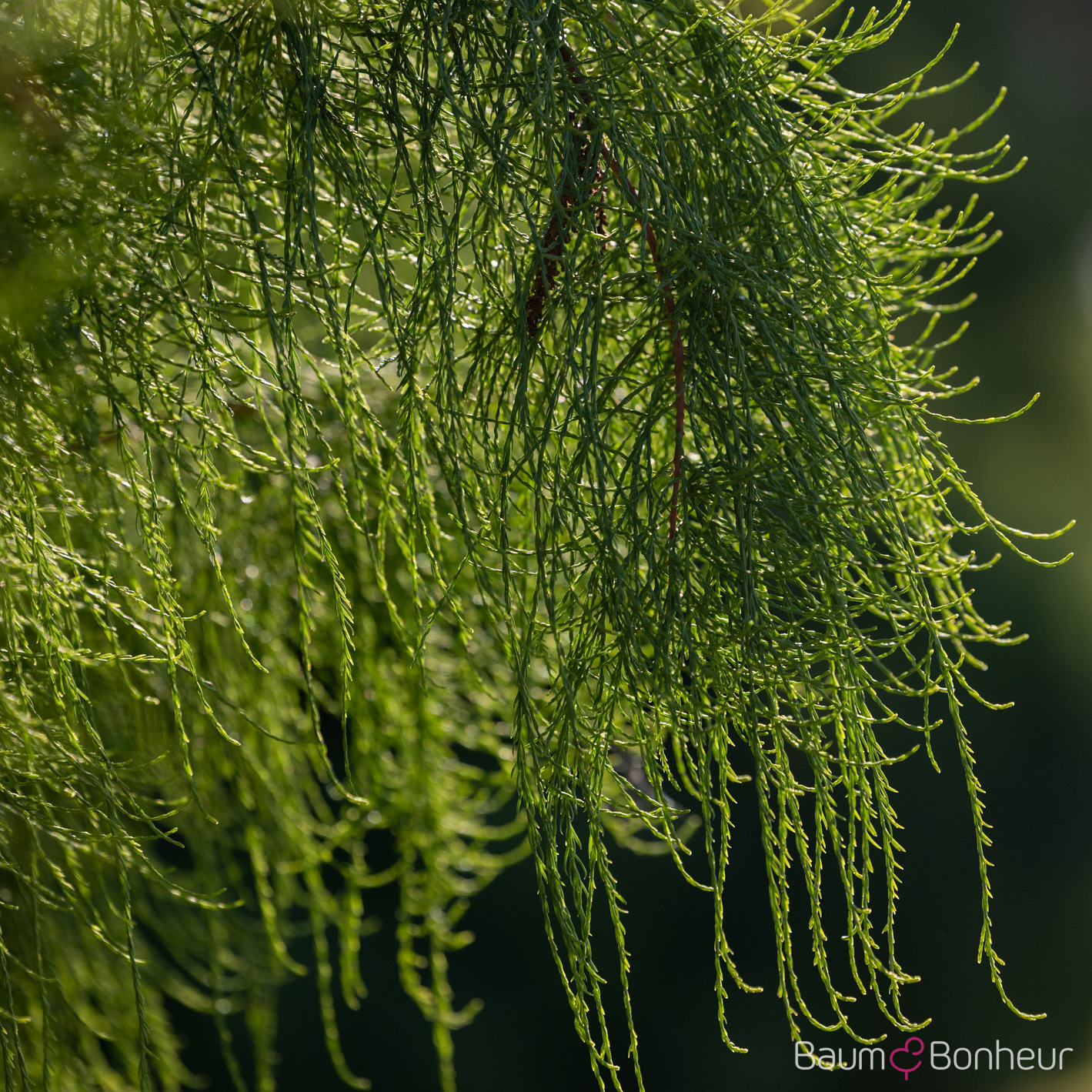 Taxodium distichum 'Nutans'