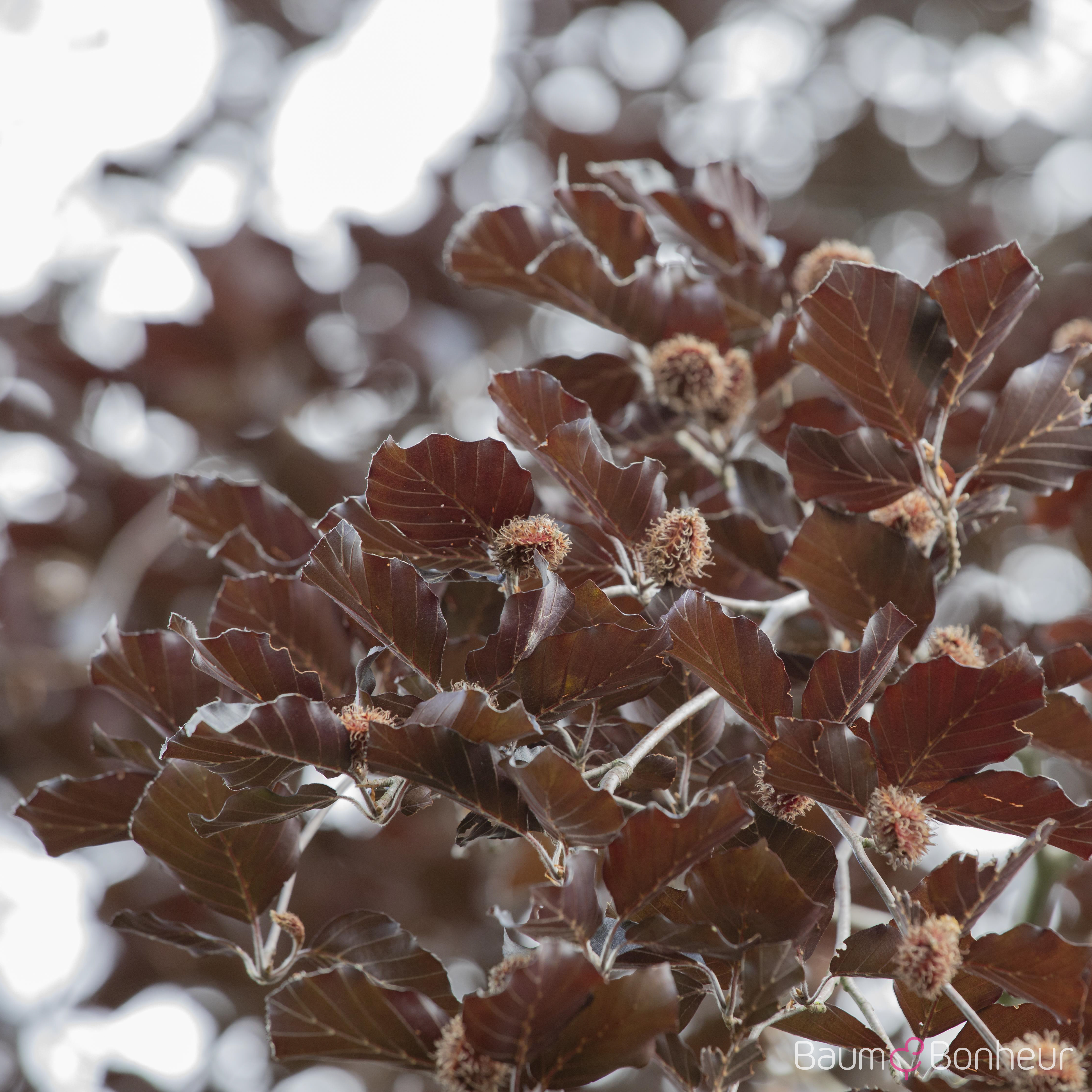 Fagus sylvatica 'Purpurea Latifolia'