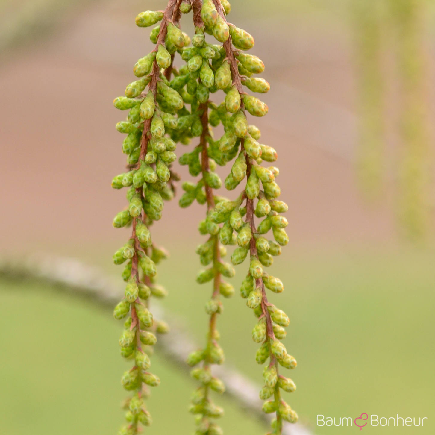 Taxodium distichum 'Nutans'