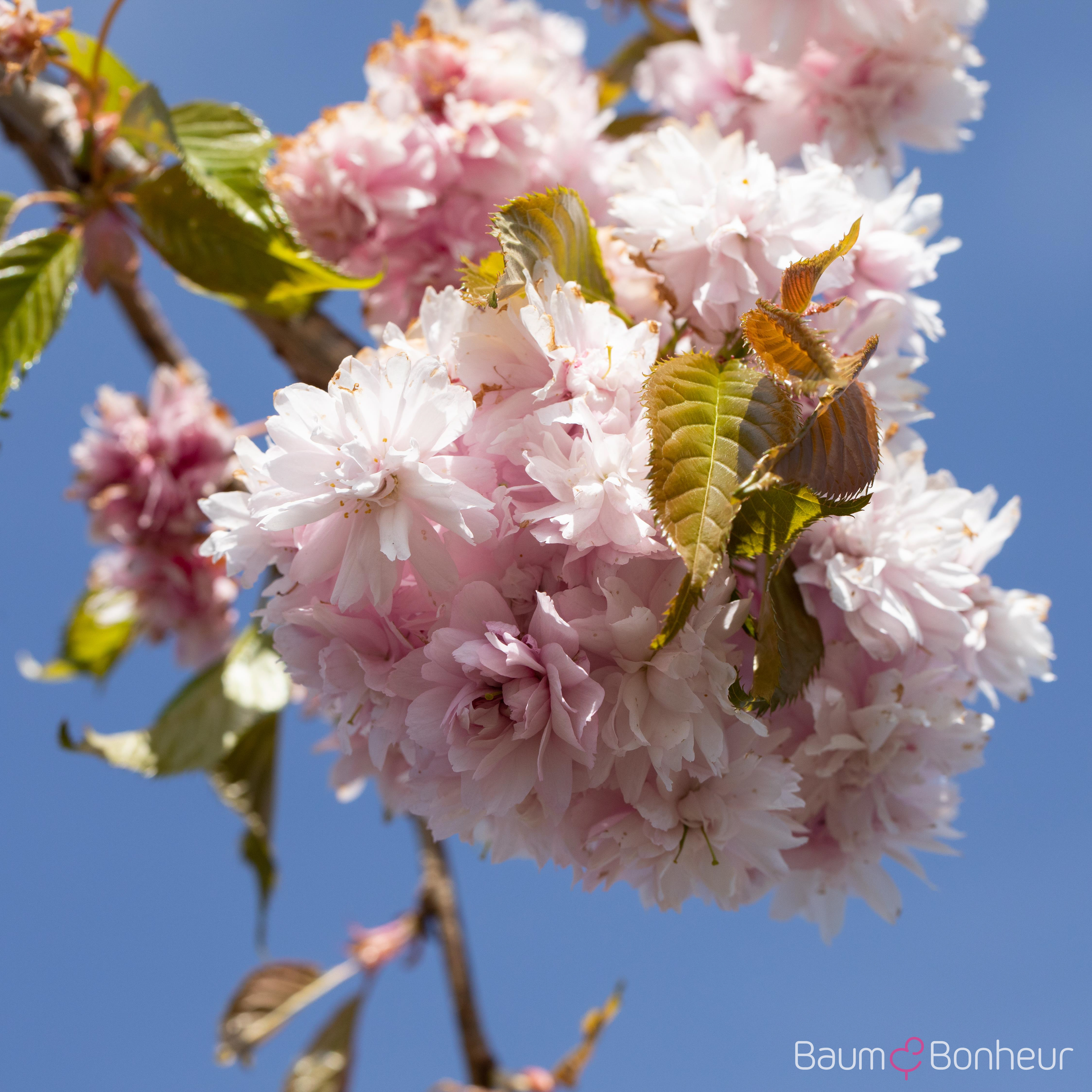 Prunus serrulata 'Kiku-shidare-zakura'