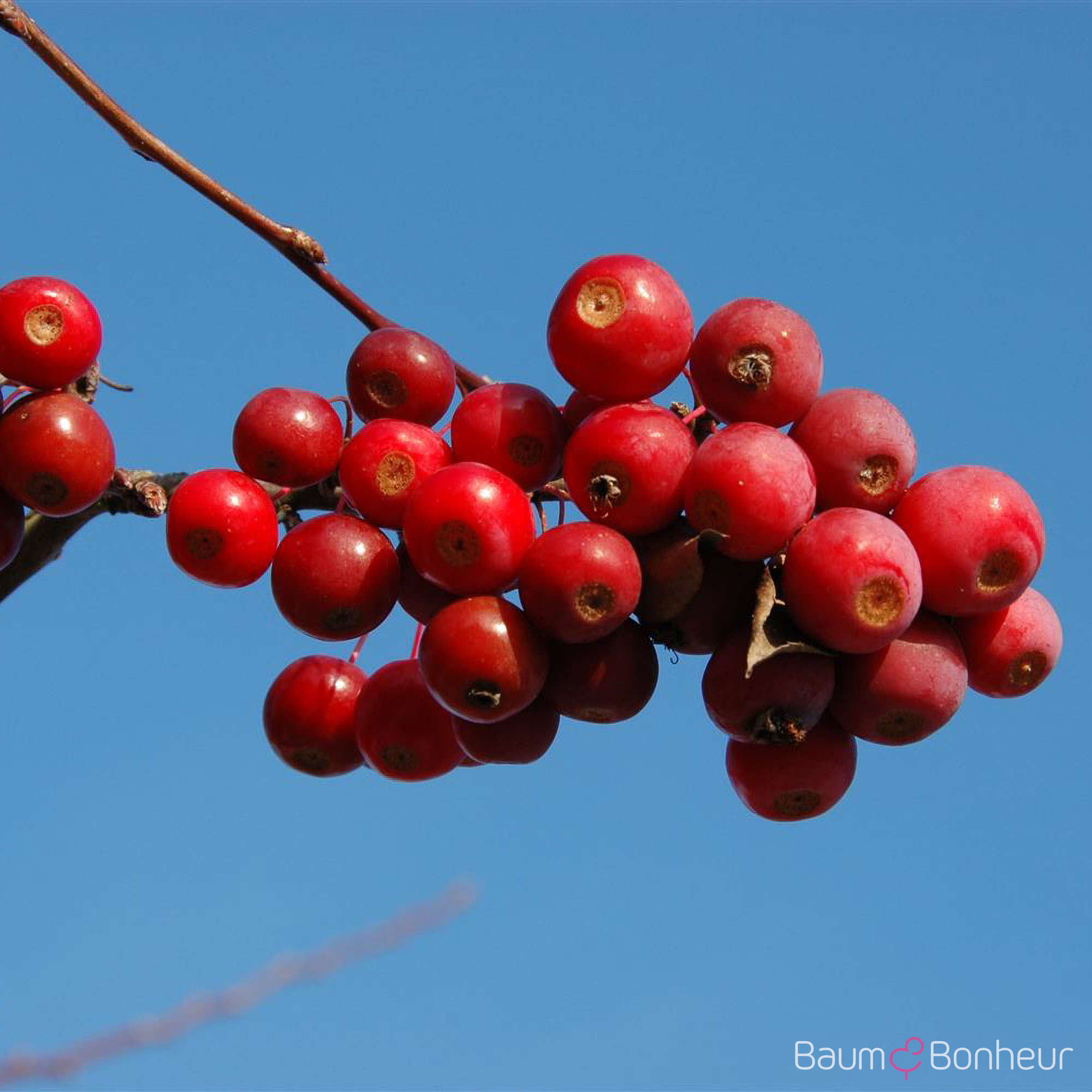 Malus 'Sugartime'