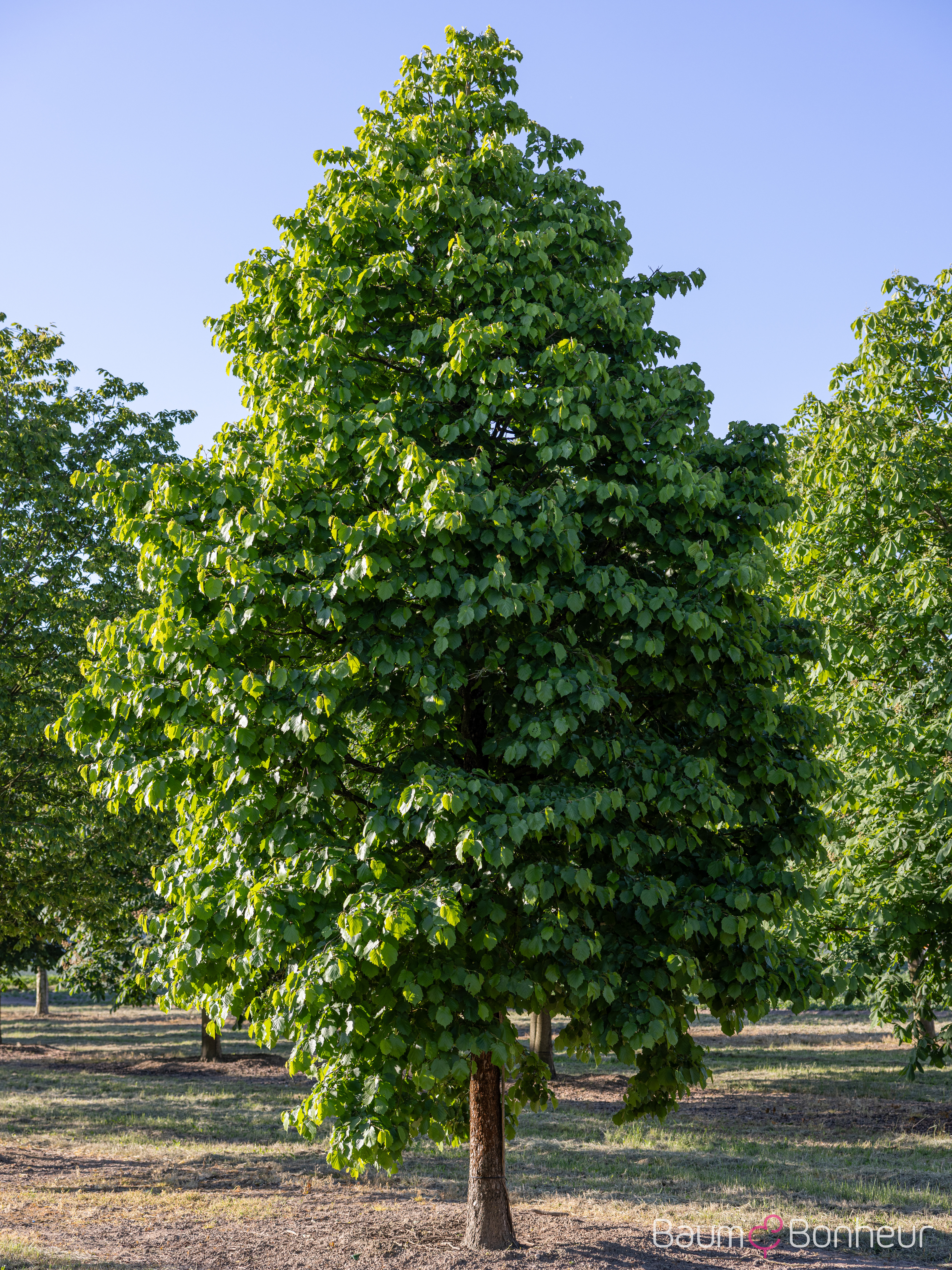 Corylus colurna